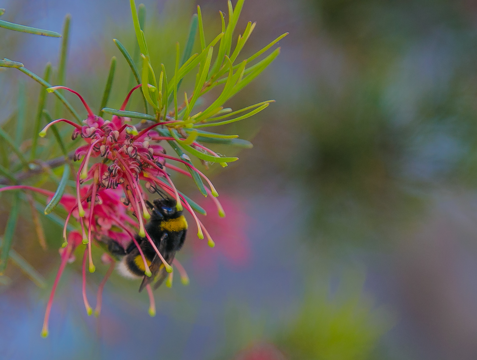 test macro in Freehand