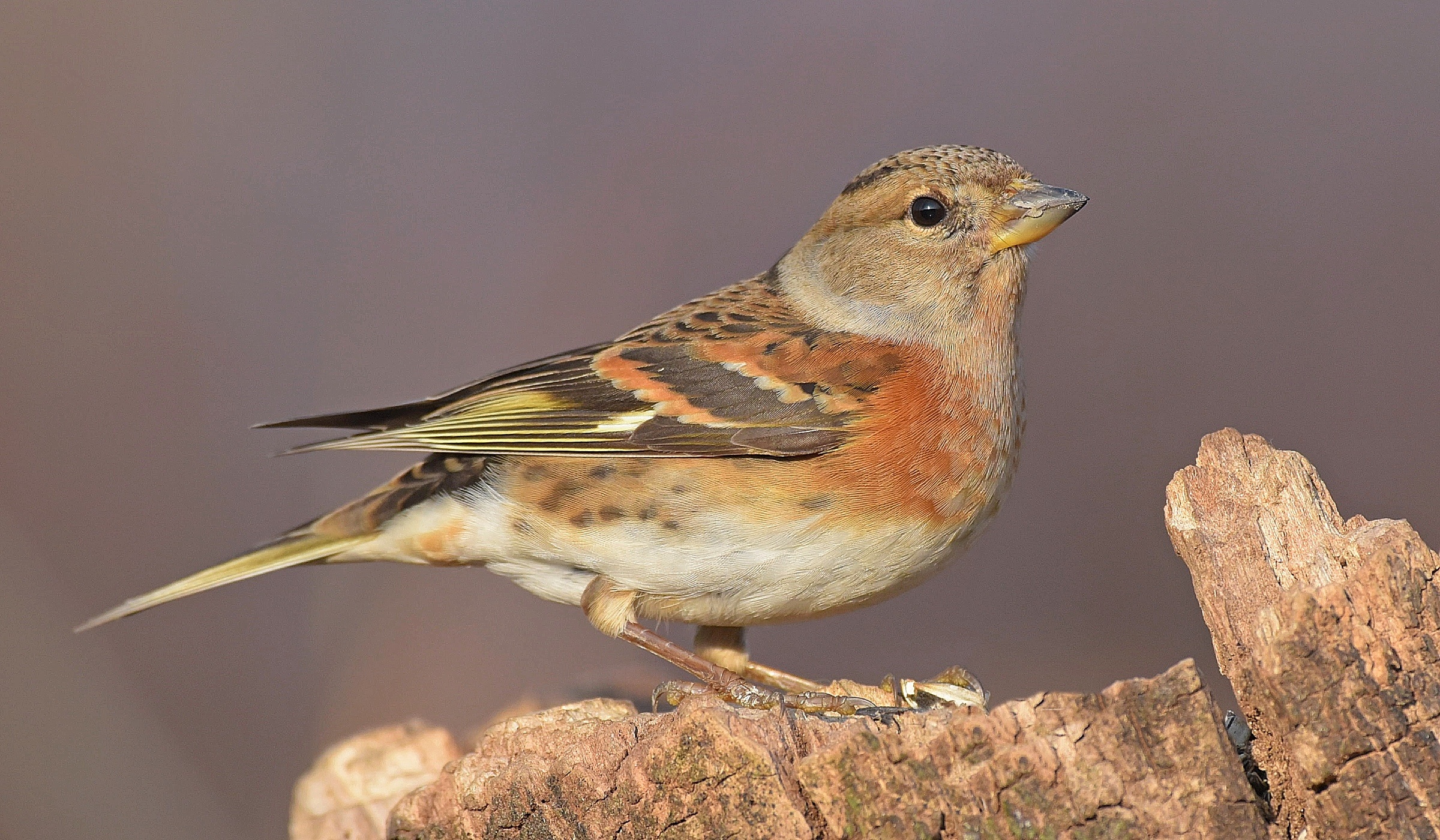 Brambling!