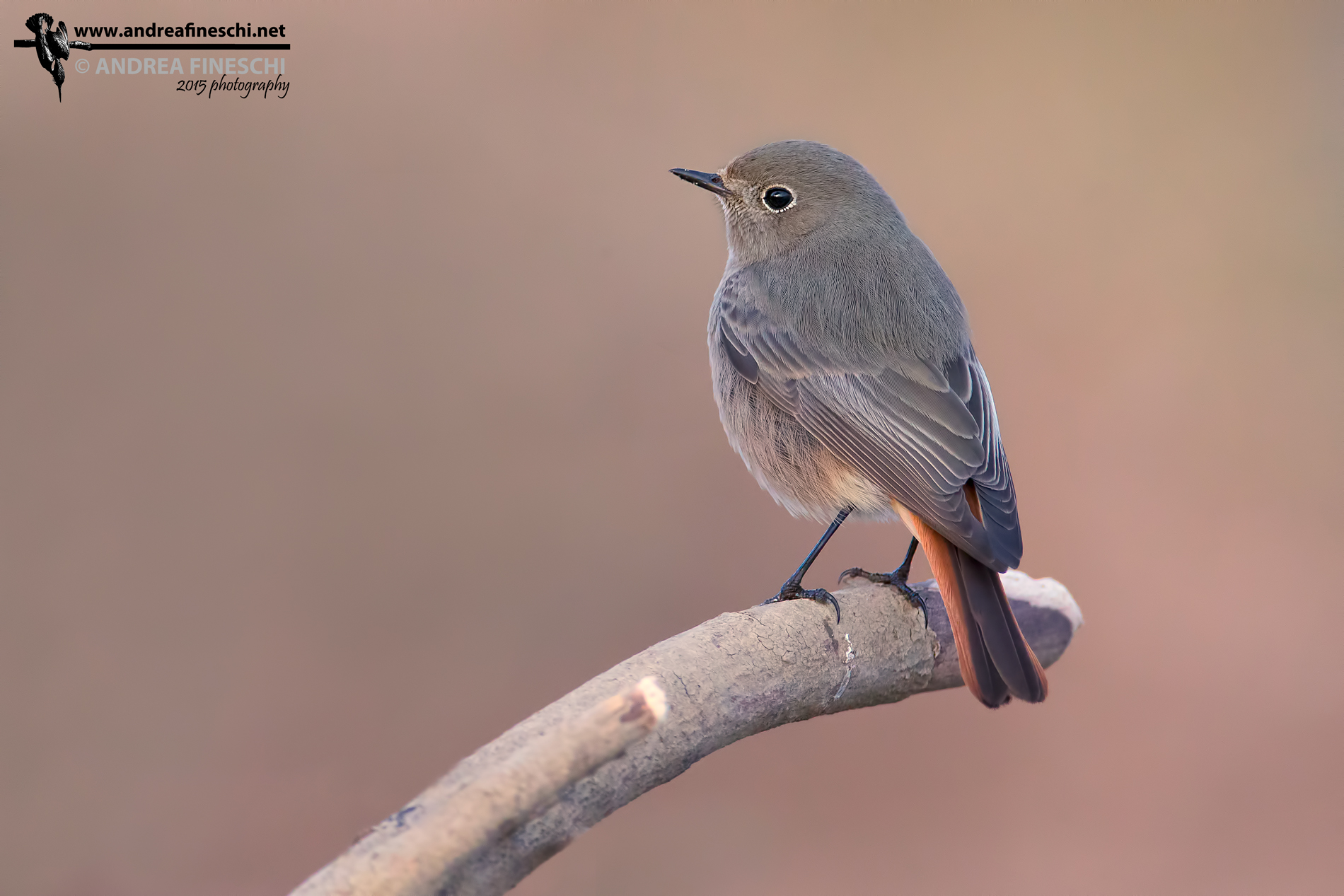 Femmina di codirosso spazzacamino al tramonto
