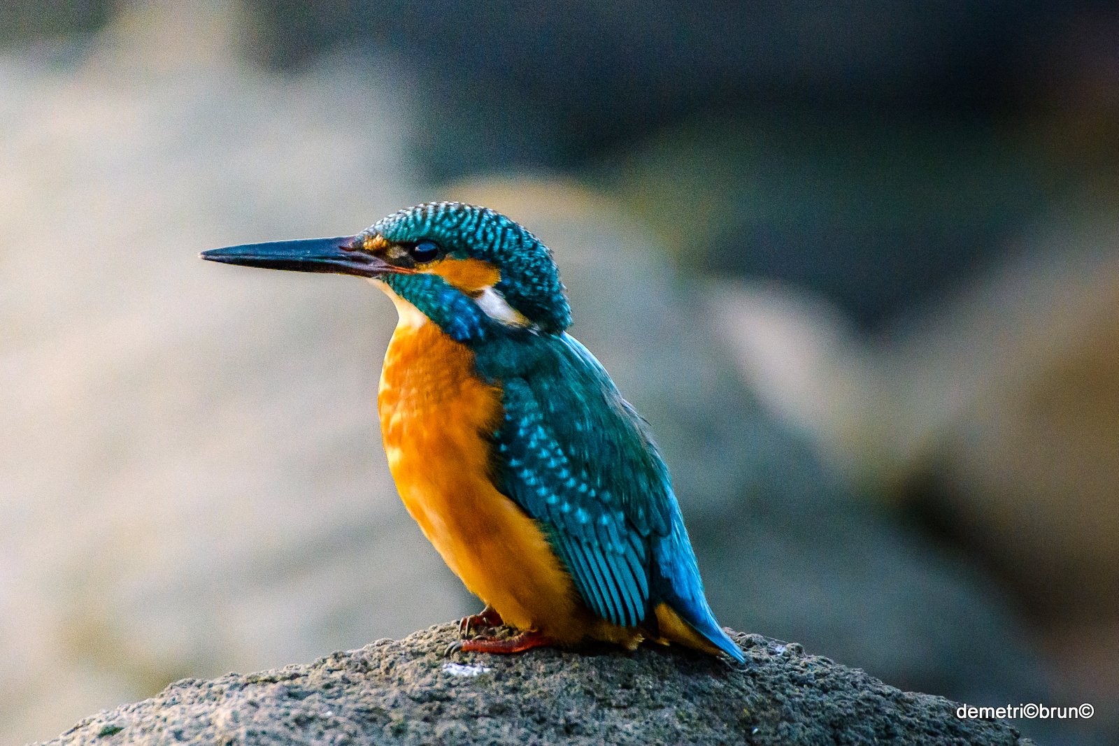 kingfisher