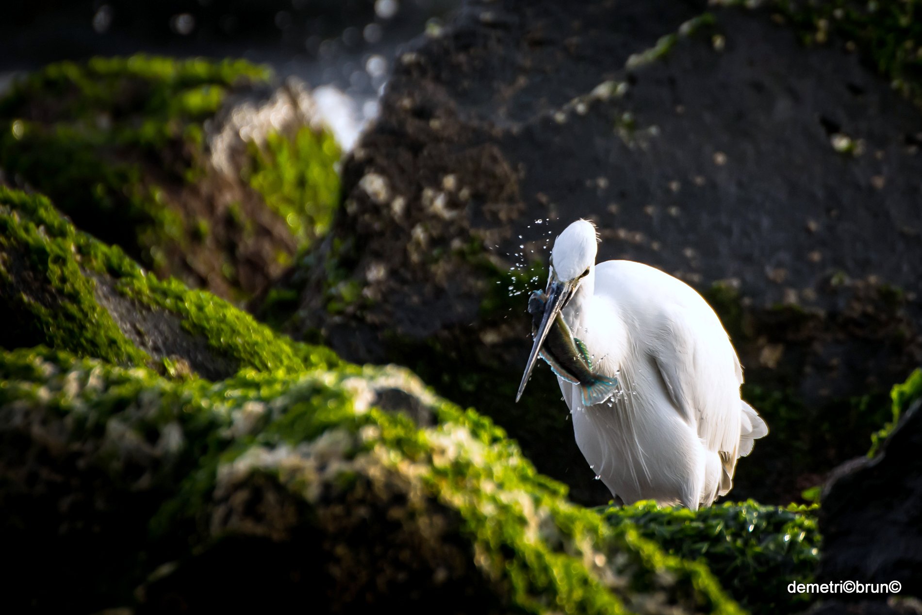egret egret