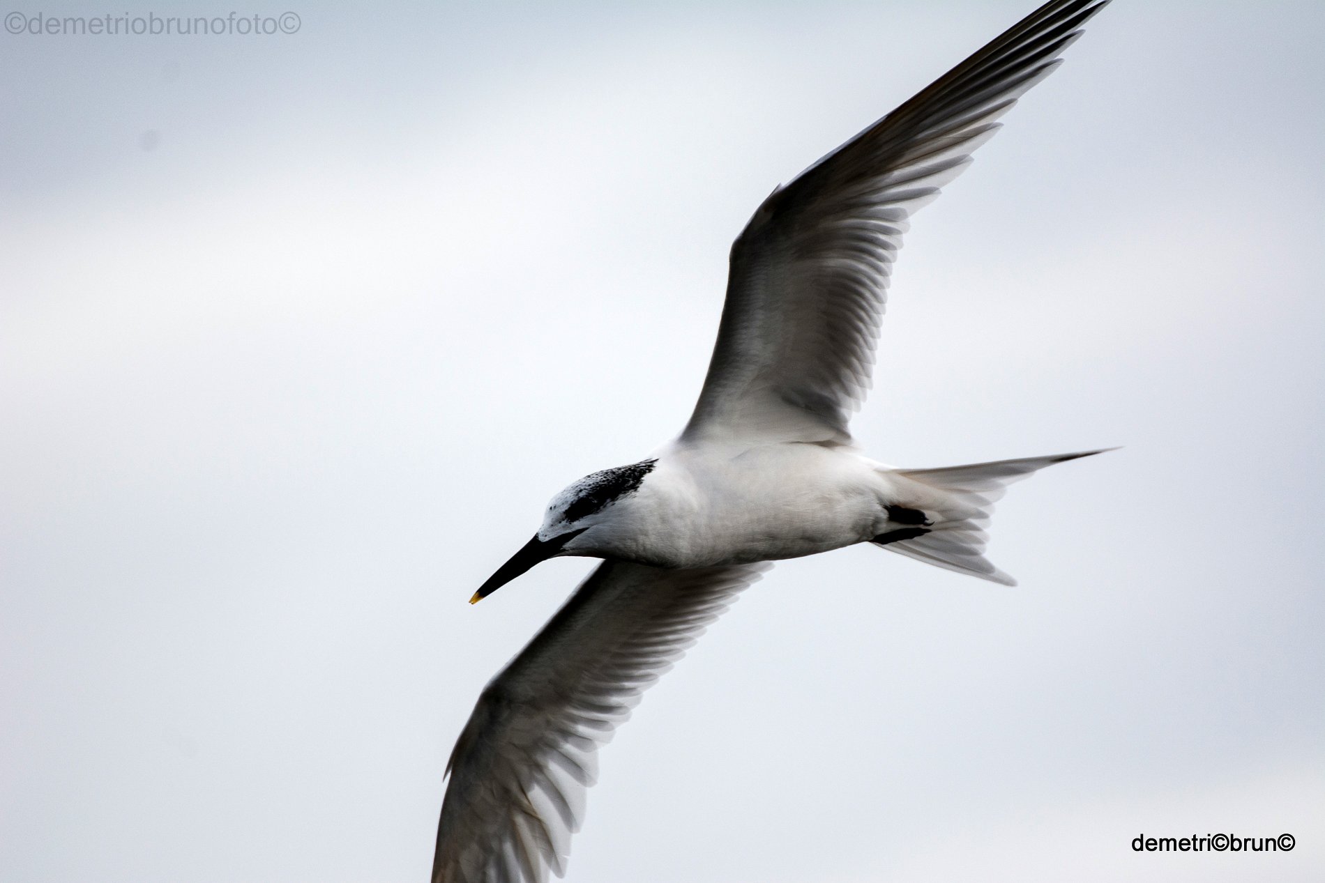 Sandwich Tern