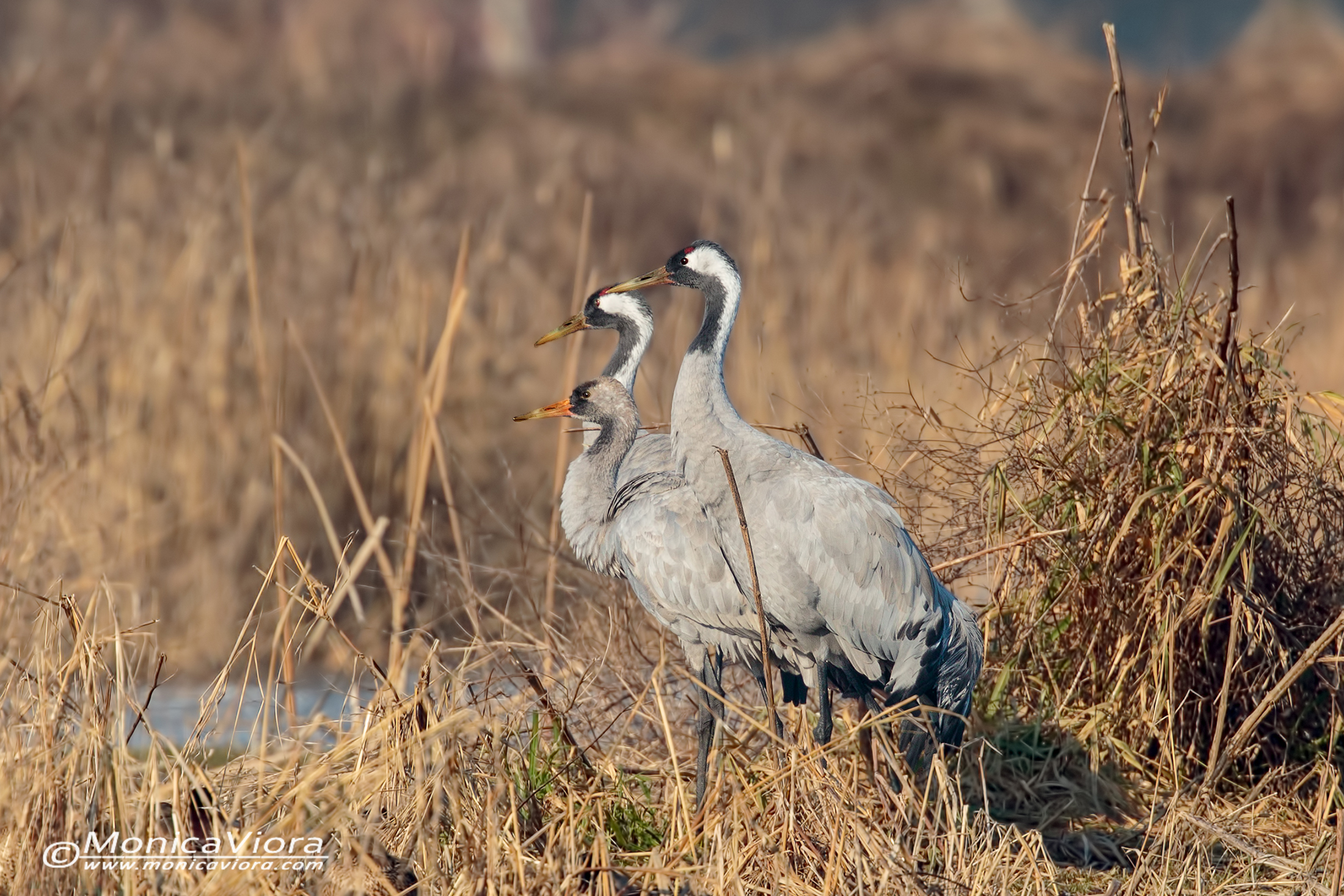 Family portrait - cranes
