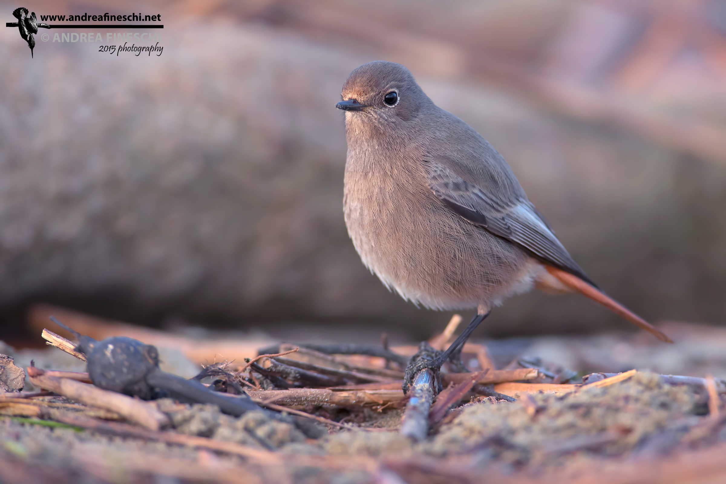 Female black redstart