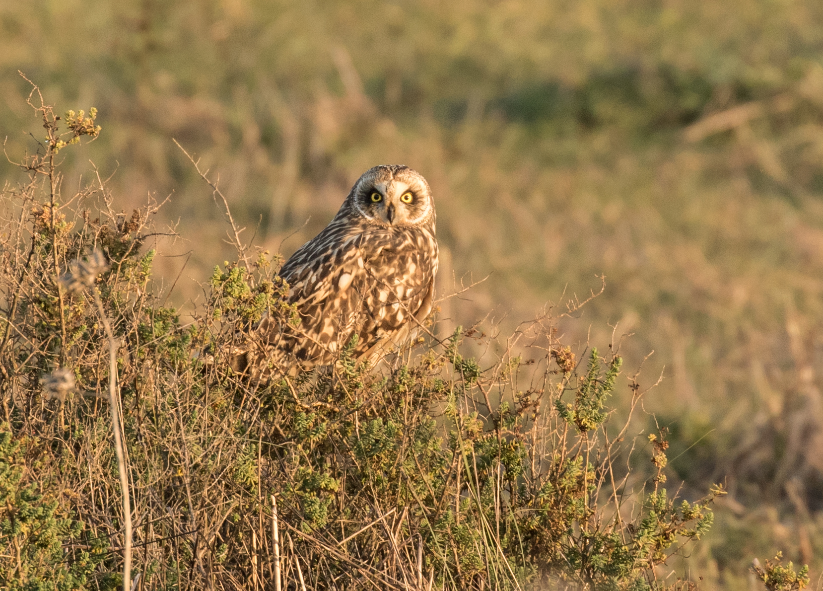 Short-eared Owl