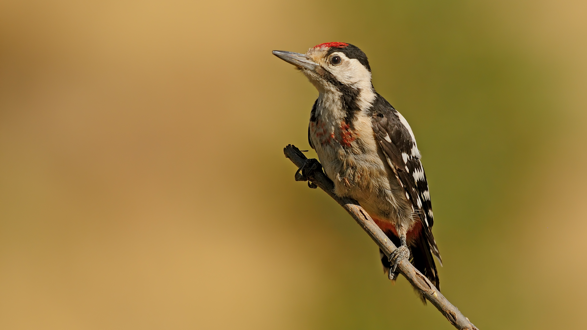 Dendrocopos syriacus » Syrian woodpecker