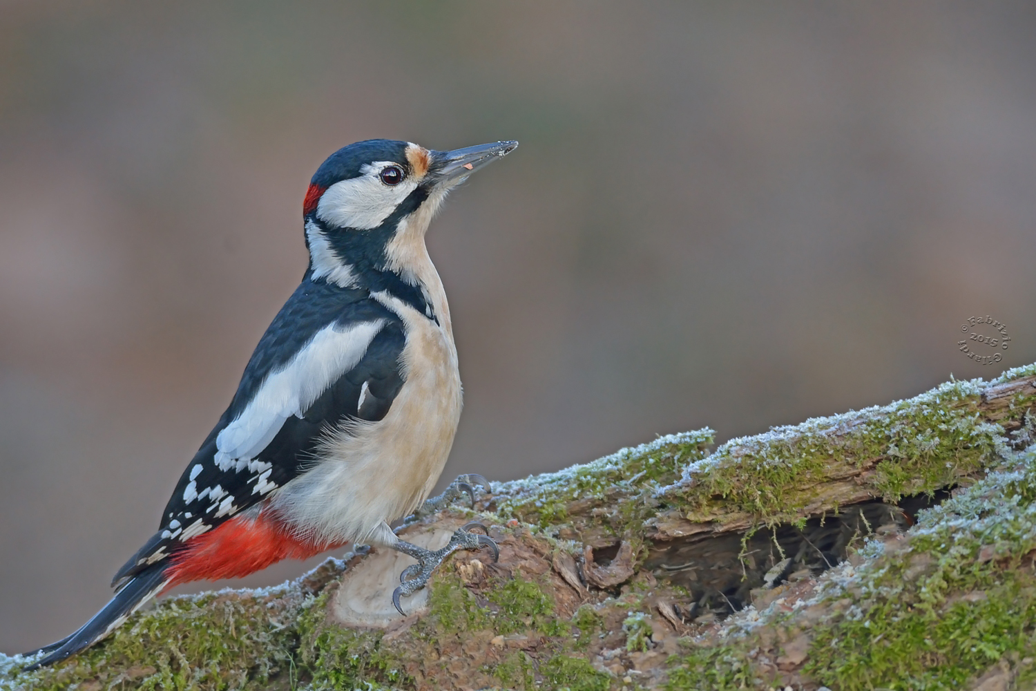 Picchio Rosso Maggiore (Dendrocopos major)