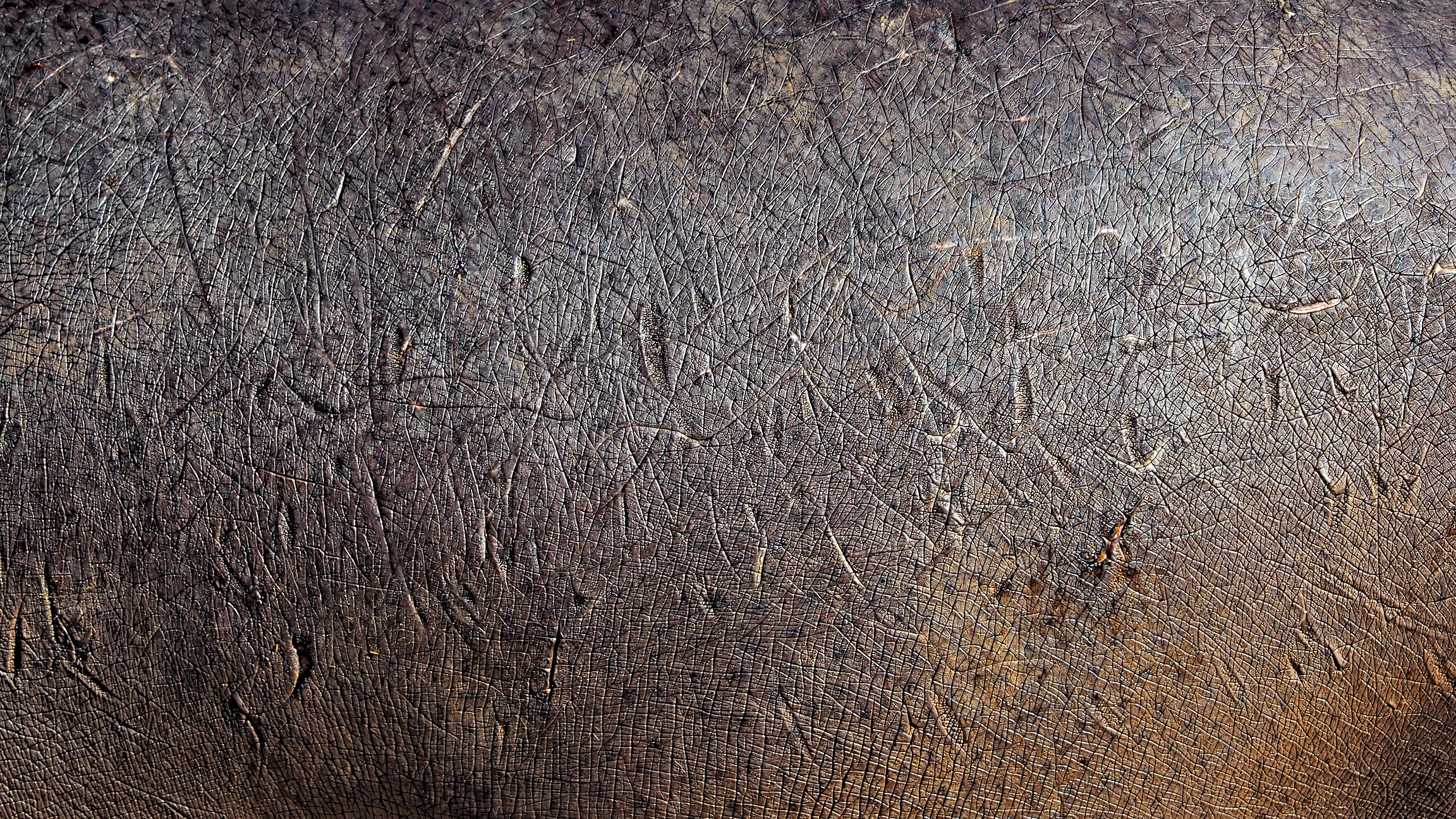 Hippo skin with a telephoto, Werribee Open Range Zoo