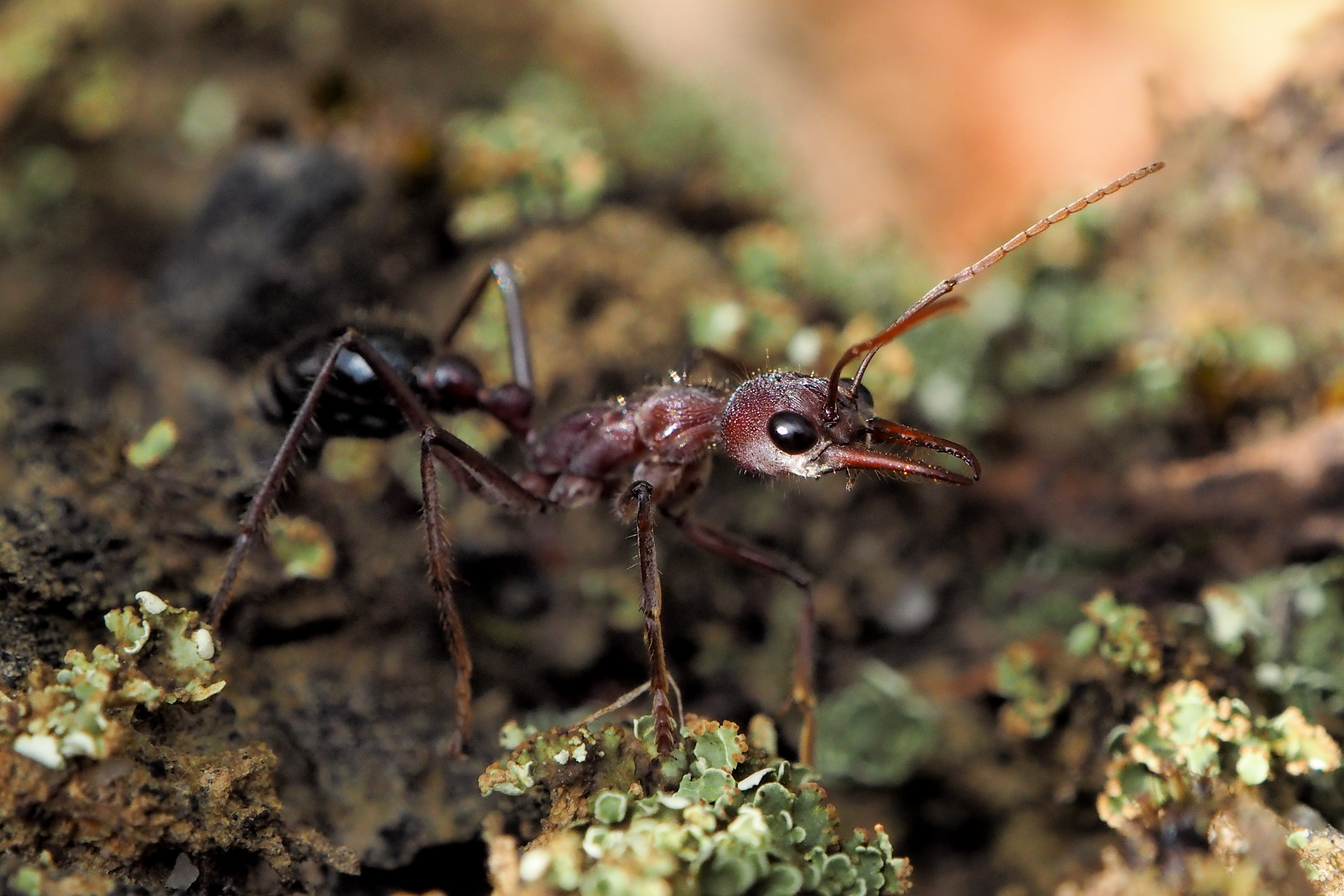 Up close and personal with a Bullant, south eastern Vic