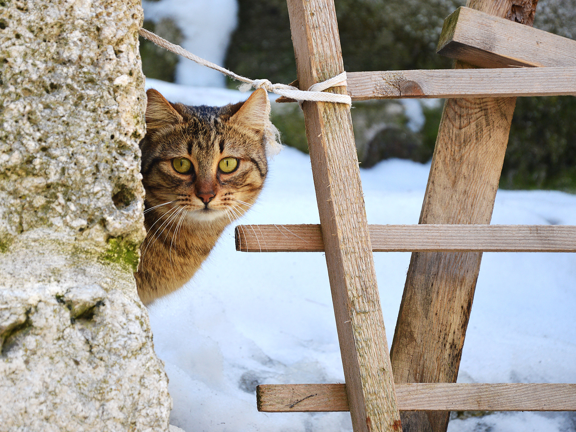 Ovindoli - Gatto delle nevi