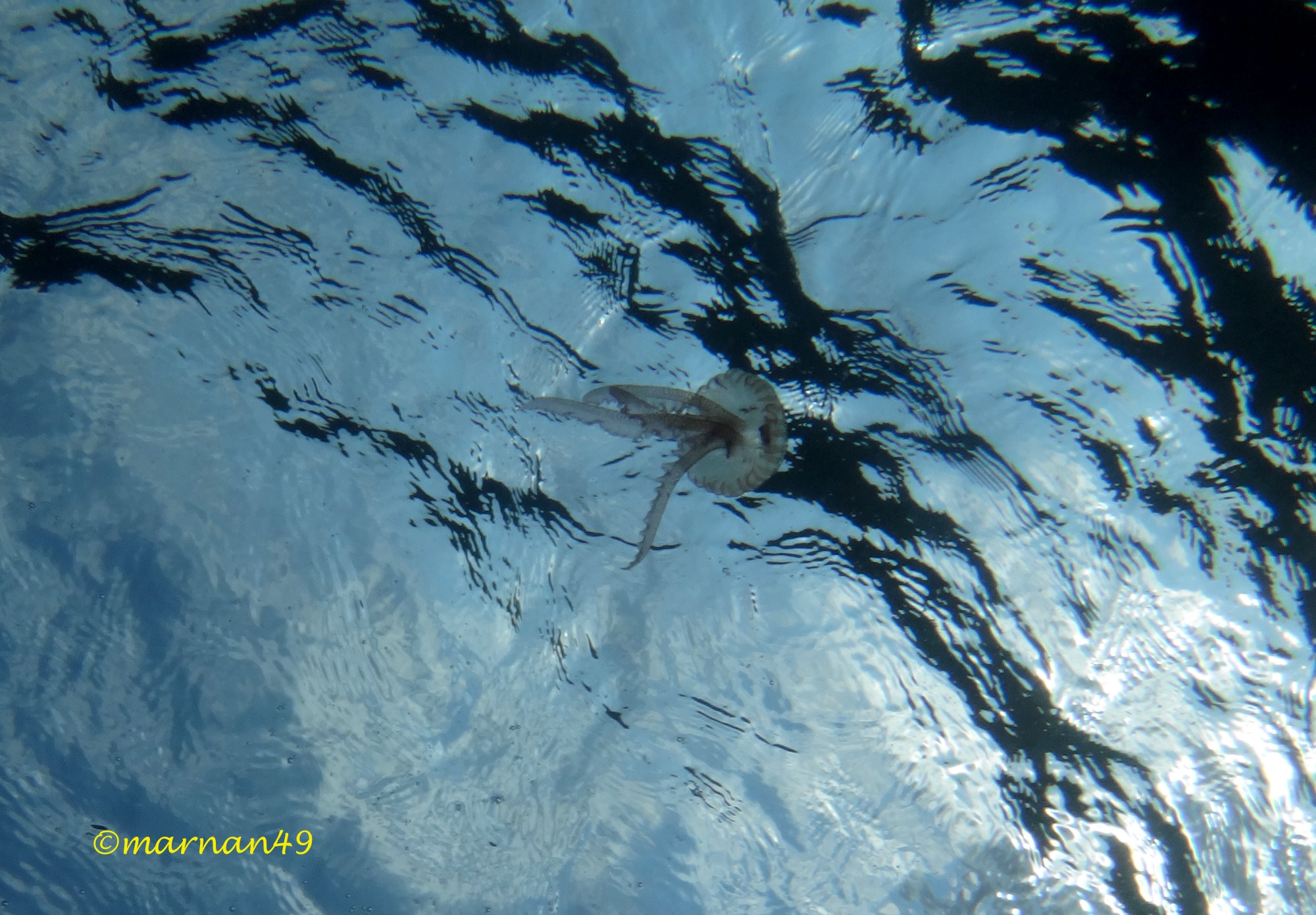 Pelagia noctiluca, nota come medusa luminosa