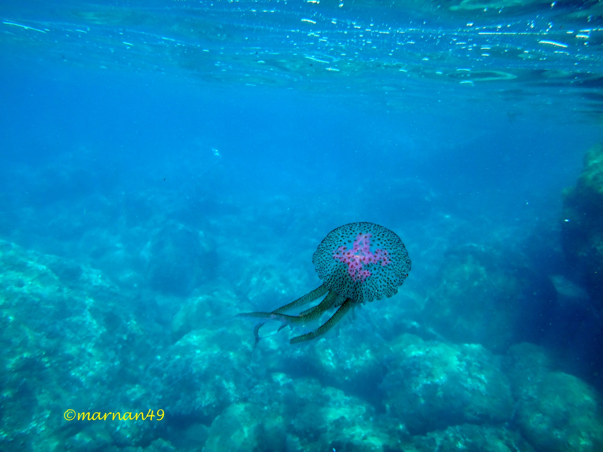 Presenta un ombrello marrone-rosato o rosa-violetta