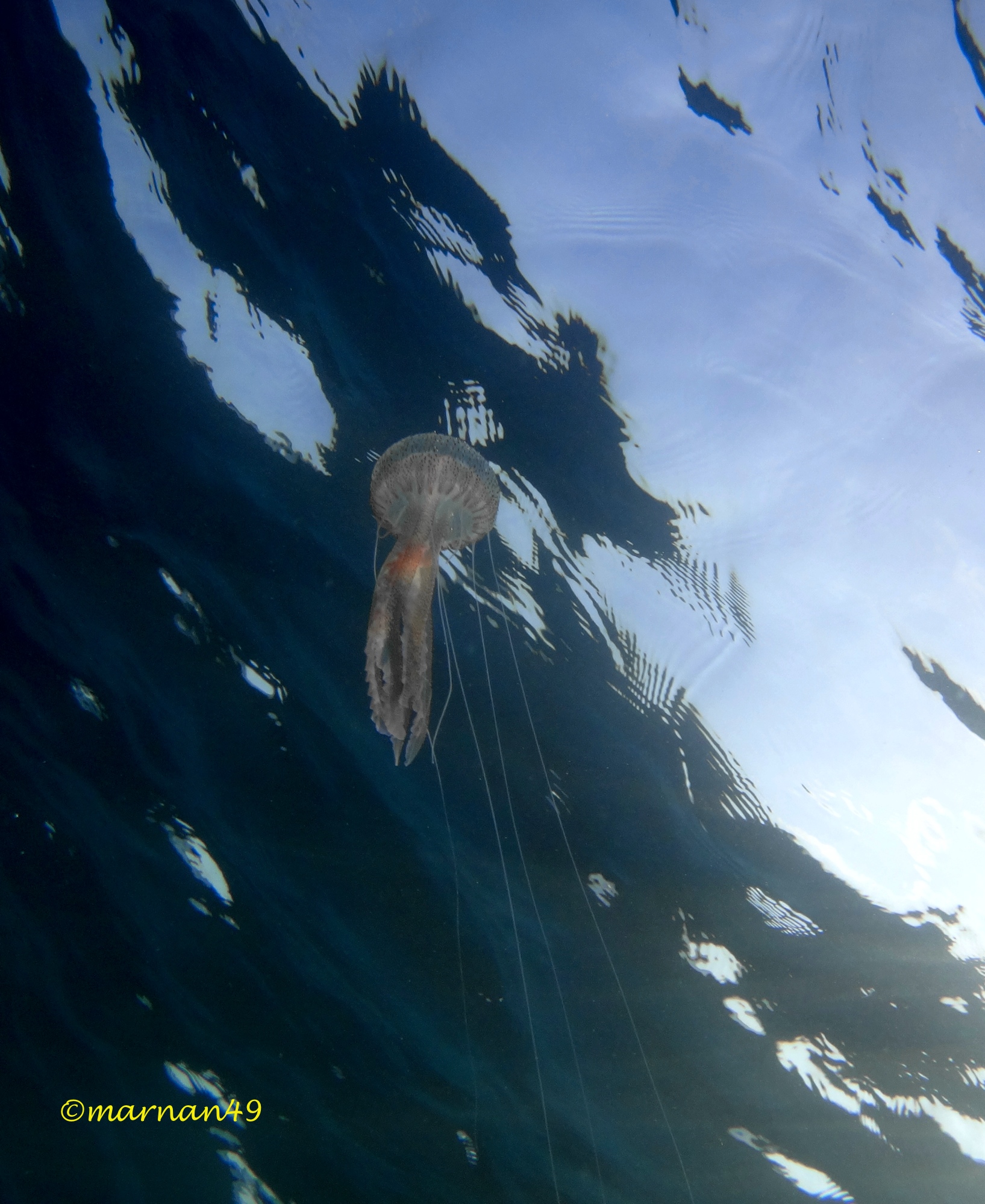 Con 8 lunghi tentacoli retrattili, molto urticanti