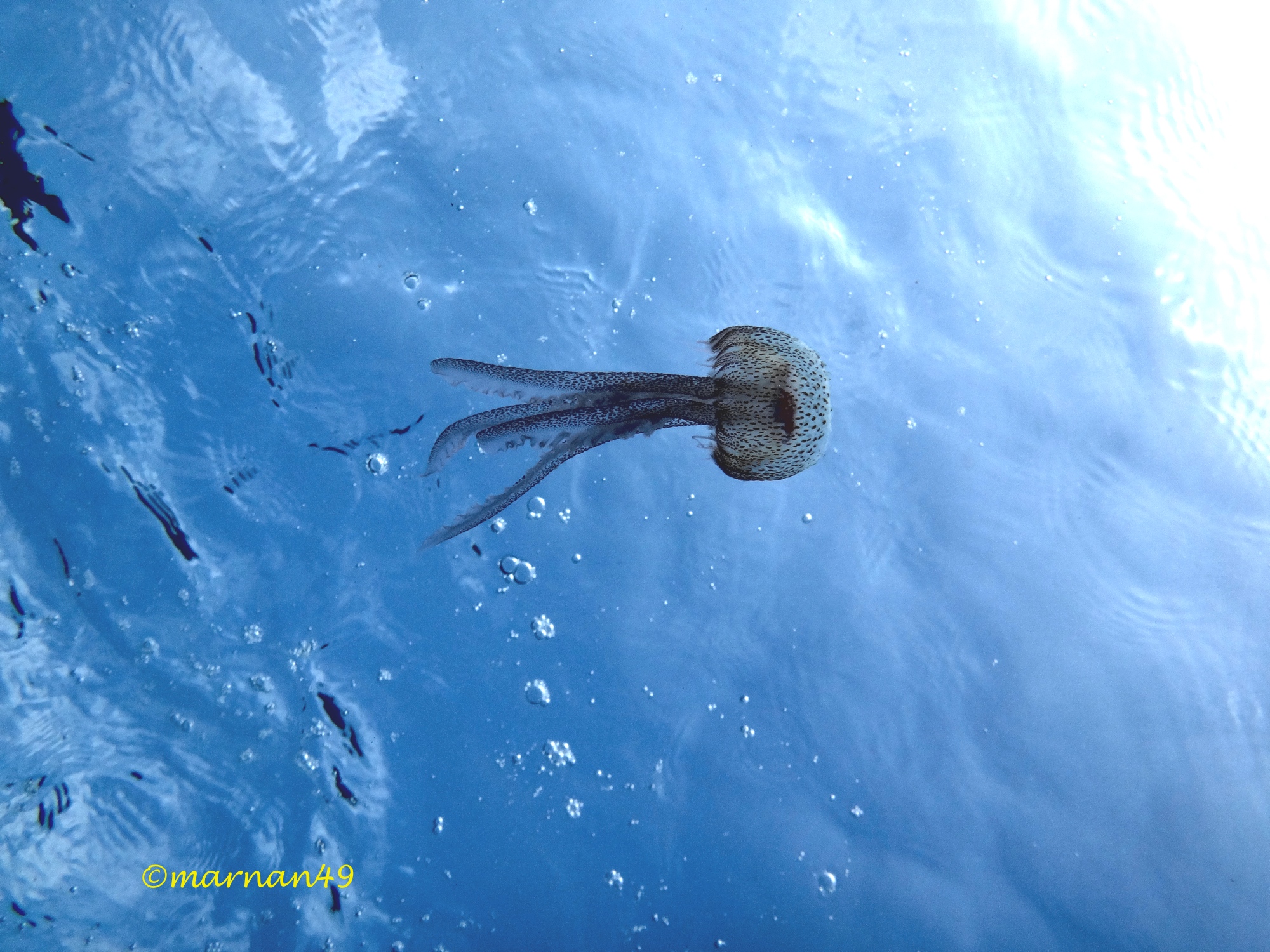 Dall'ombrello partono 4 braccia orali