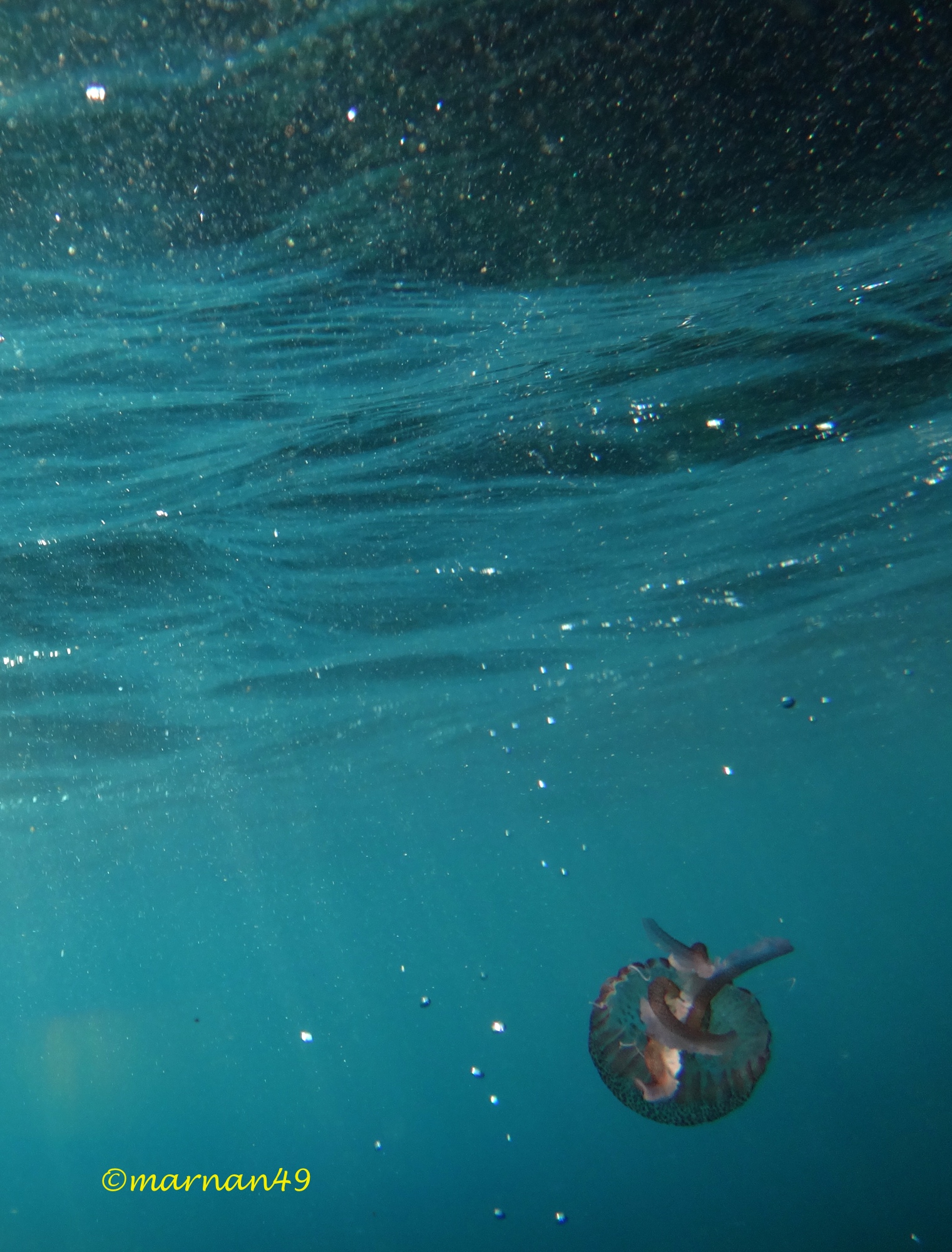 Di solito viene spinta verso riva dalle correnti marine