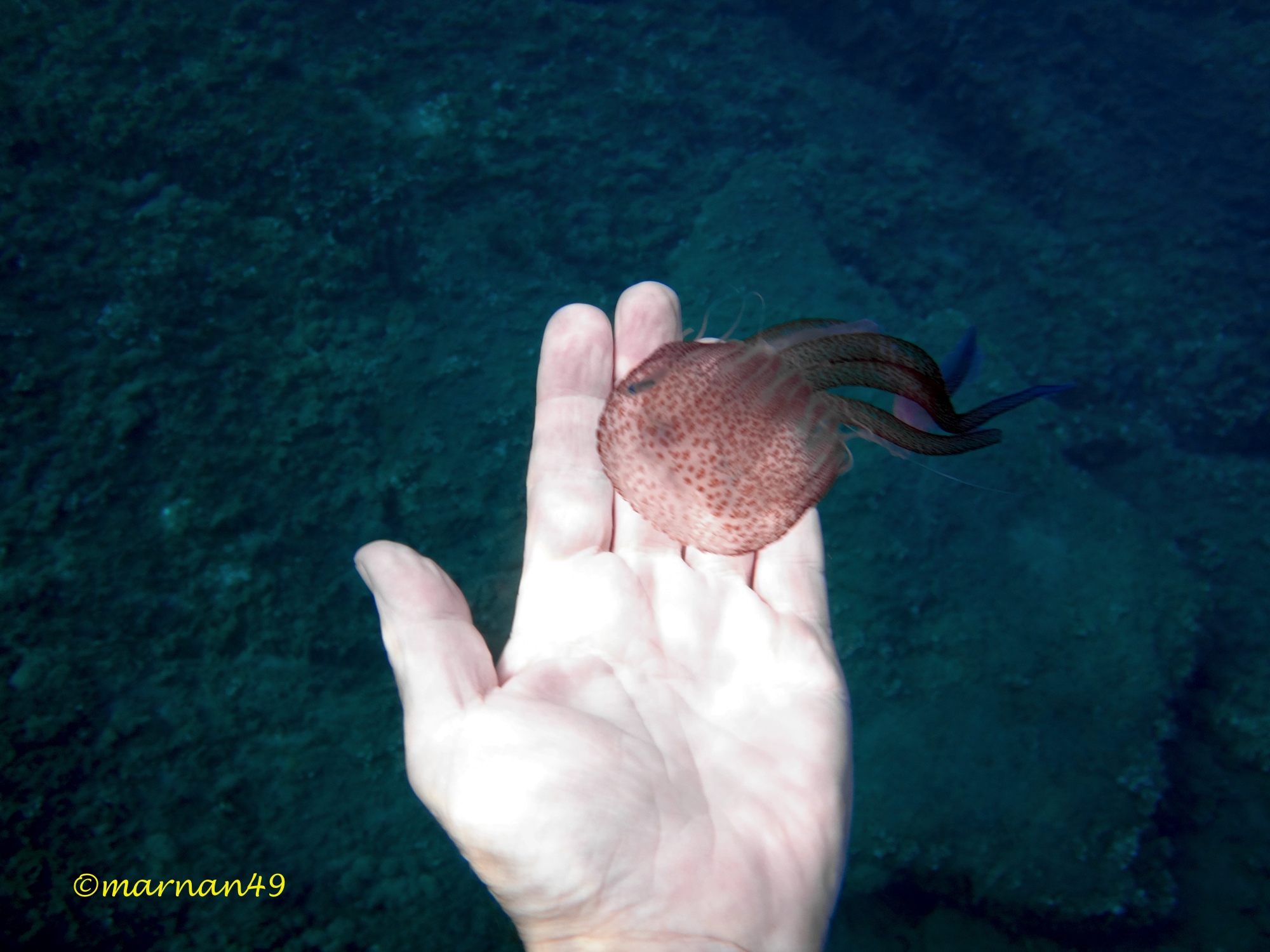 E' bene evitare di toccarla anche nella parte superiore
