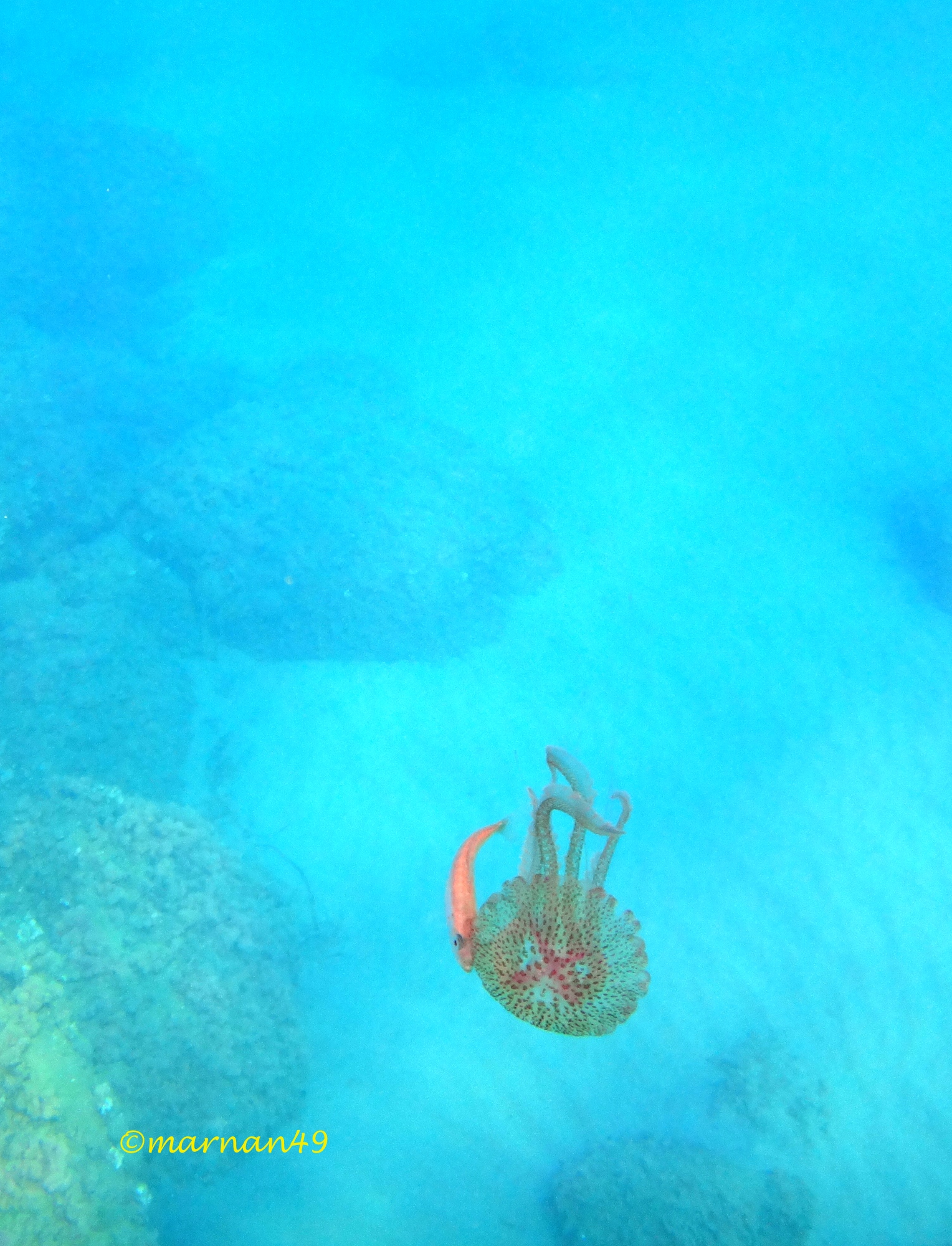 Un incontro poco piacevole per la medusa