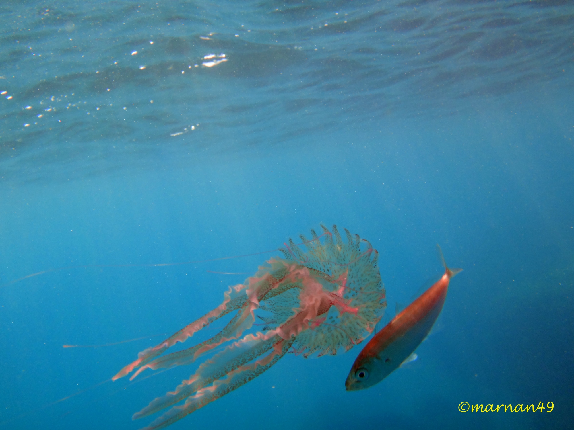 Evidentemente il boga non teme i tentacoli urticanti