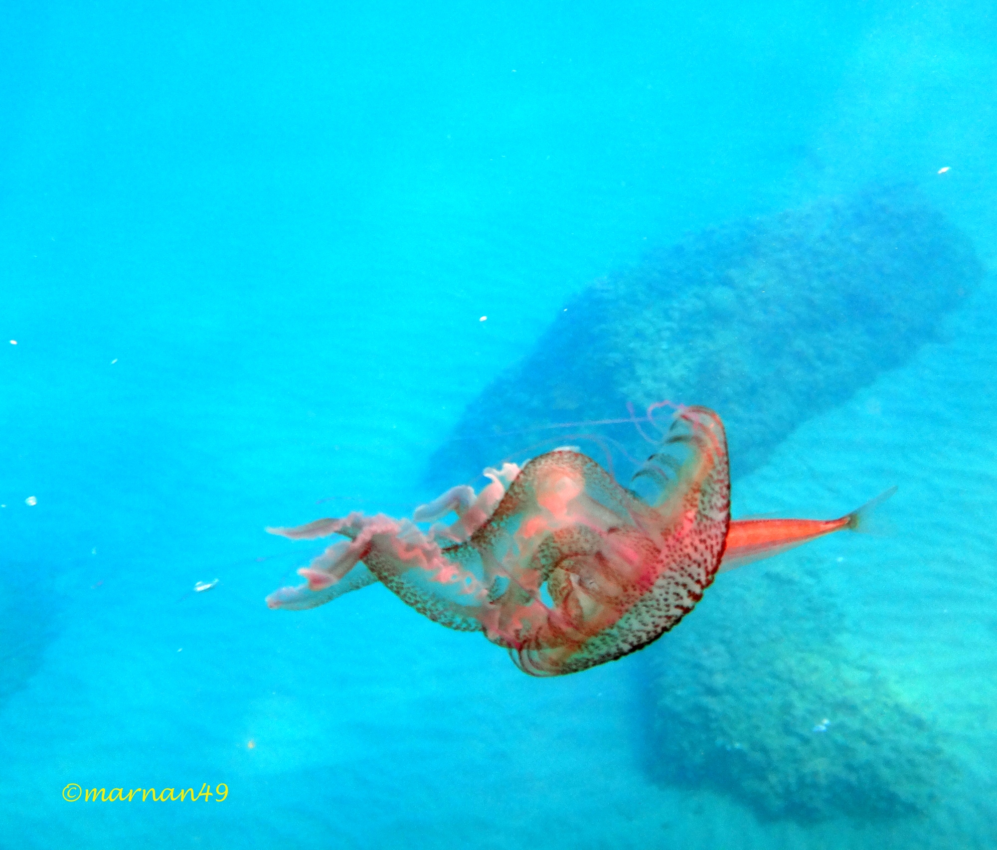 Il boga si insinua al di sotto dell'ombrello