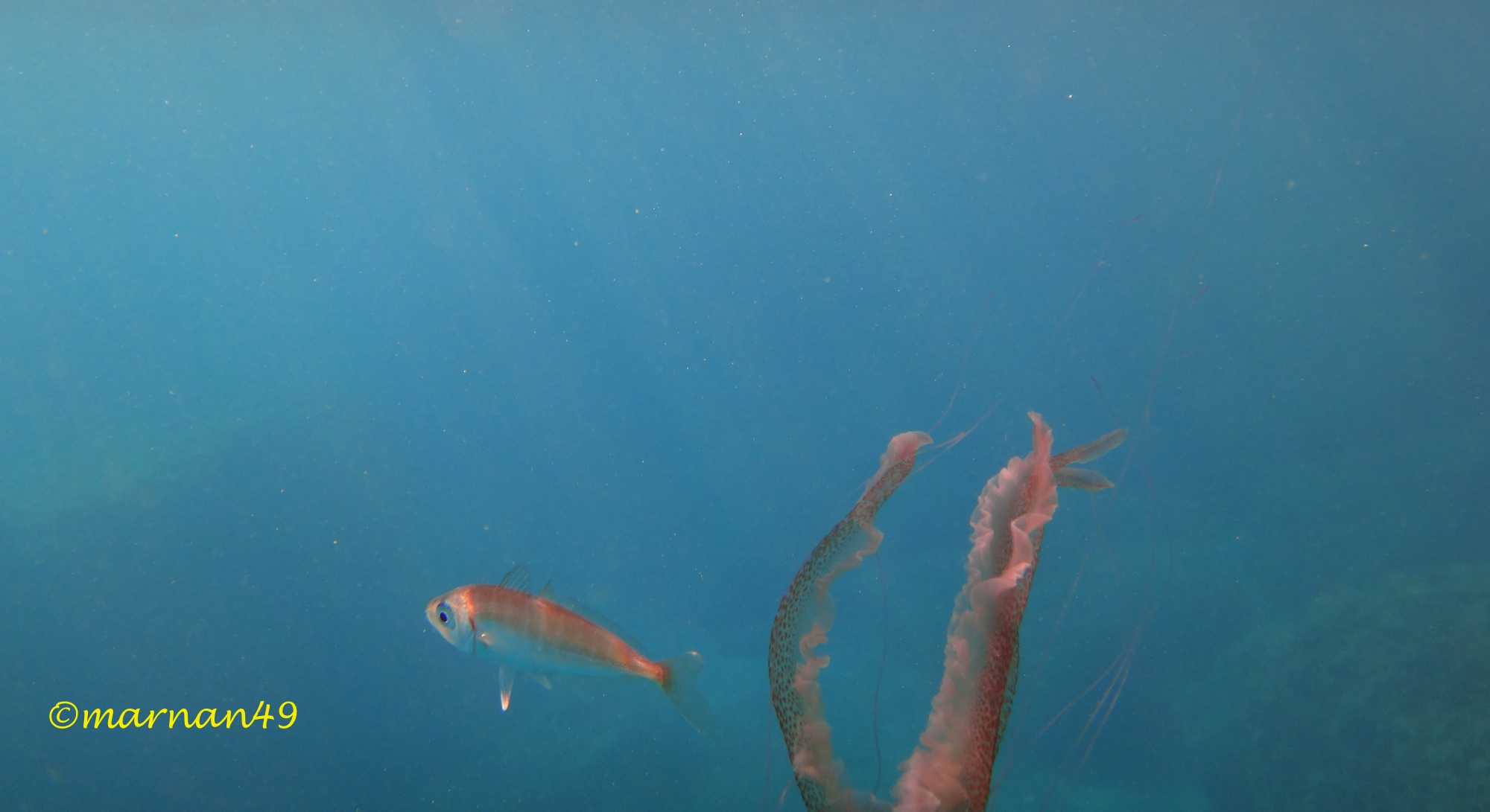 Il boga si nutre degli organi interni