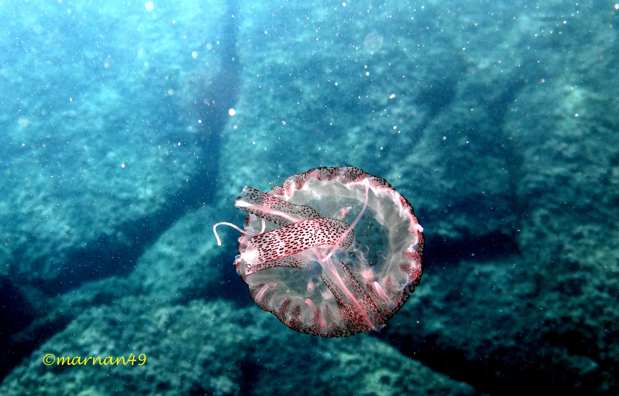 La pelagia priva di tentacoli va sul fondo e muore
