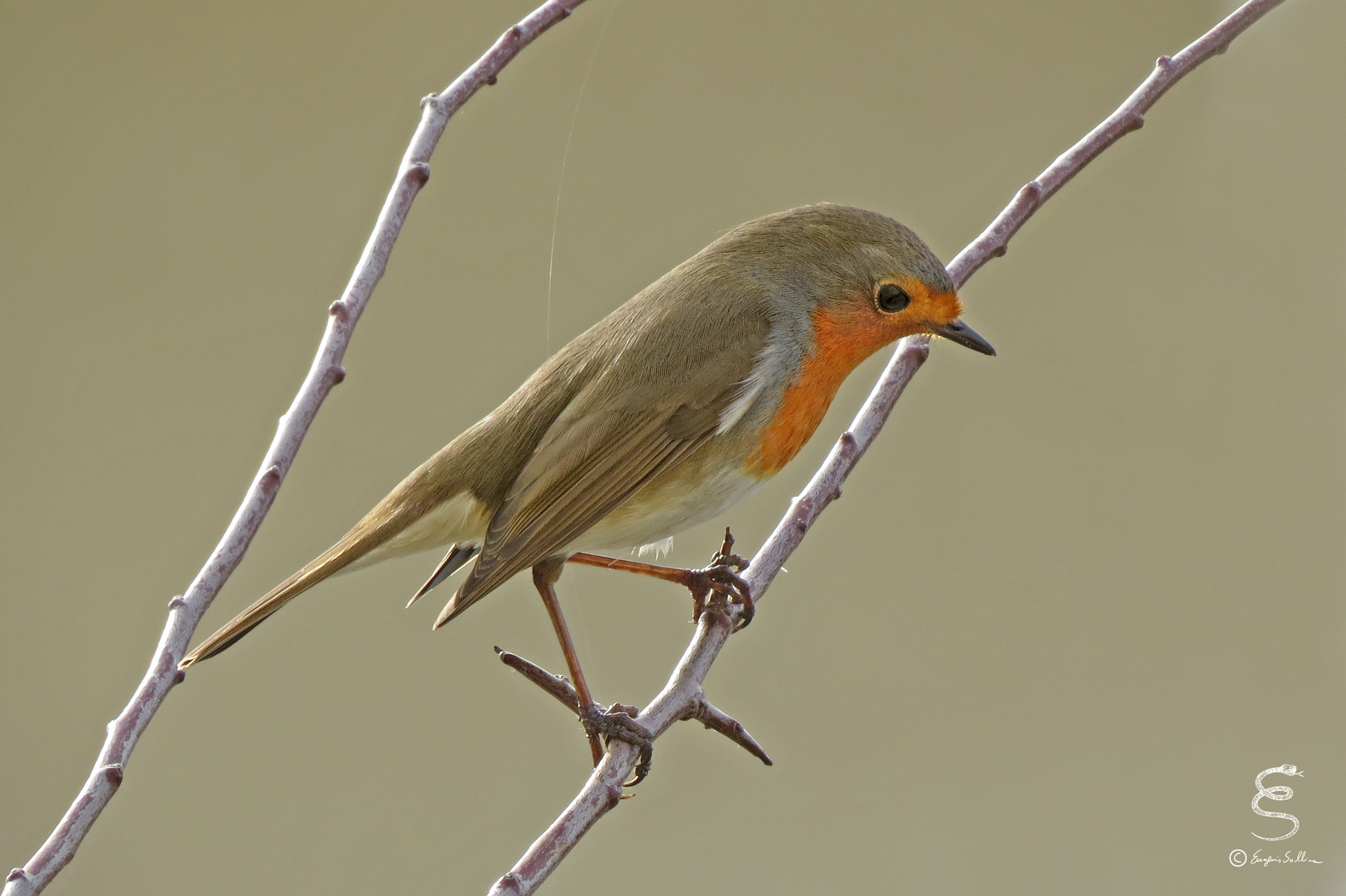 Robin