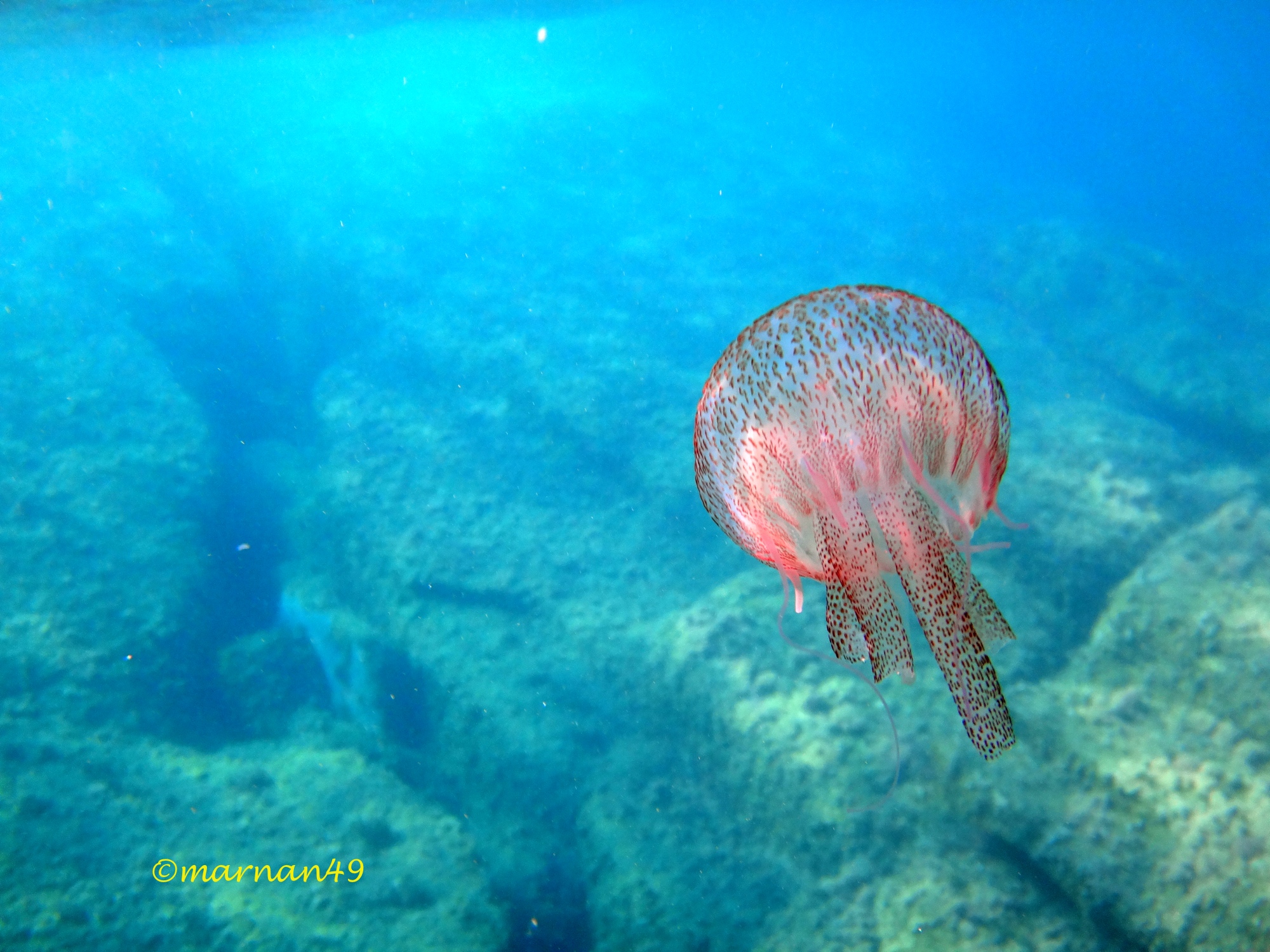 La pelagia subisce inerme la decurtazione dei tentacoli