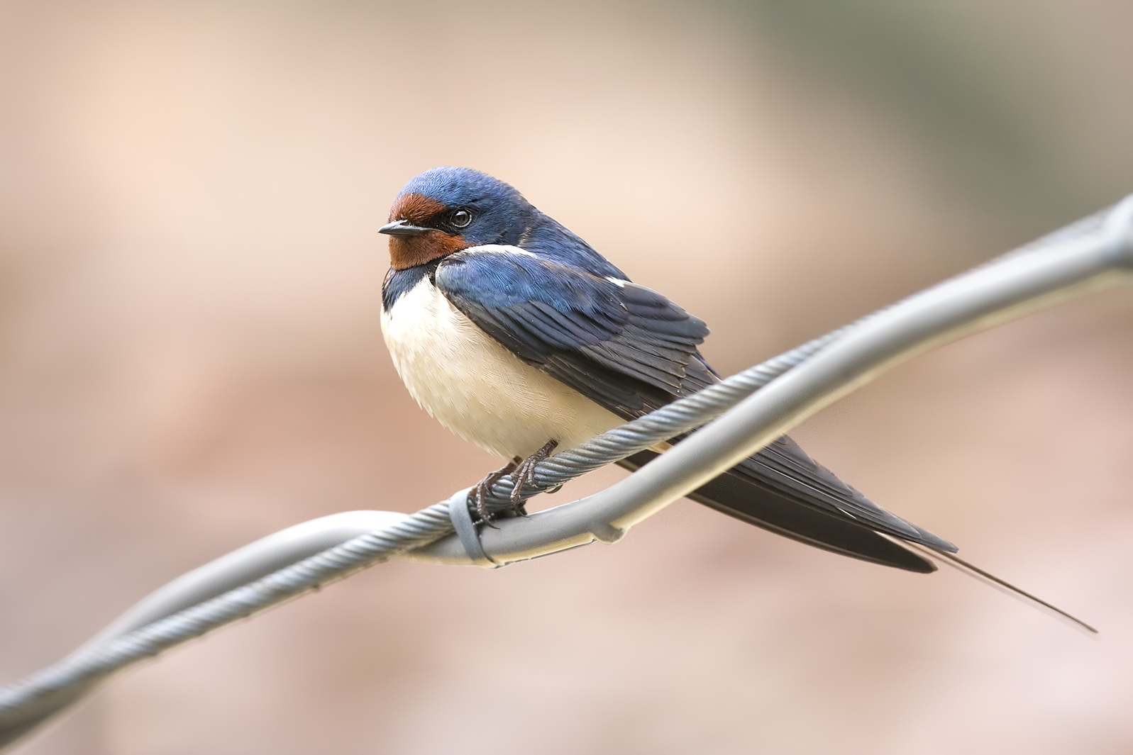 primo Maschietto 2012