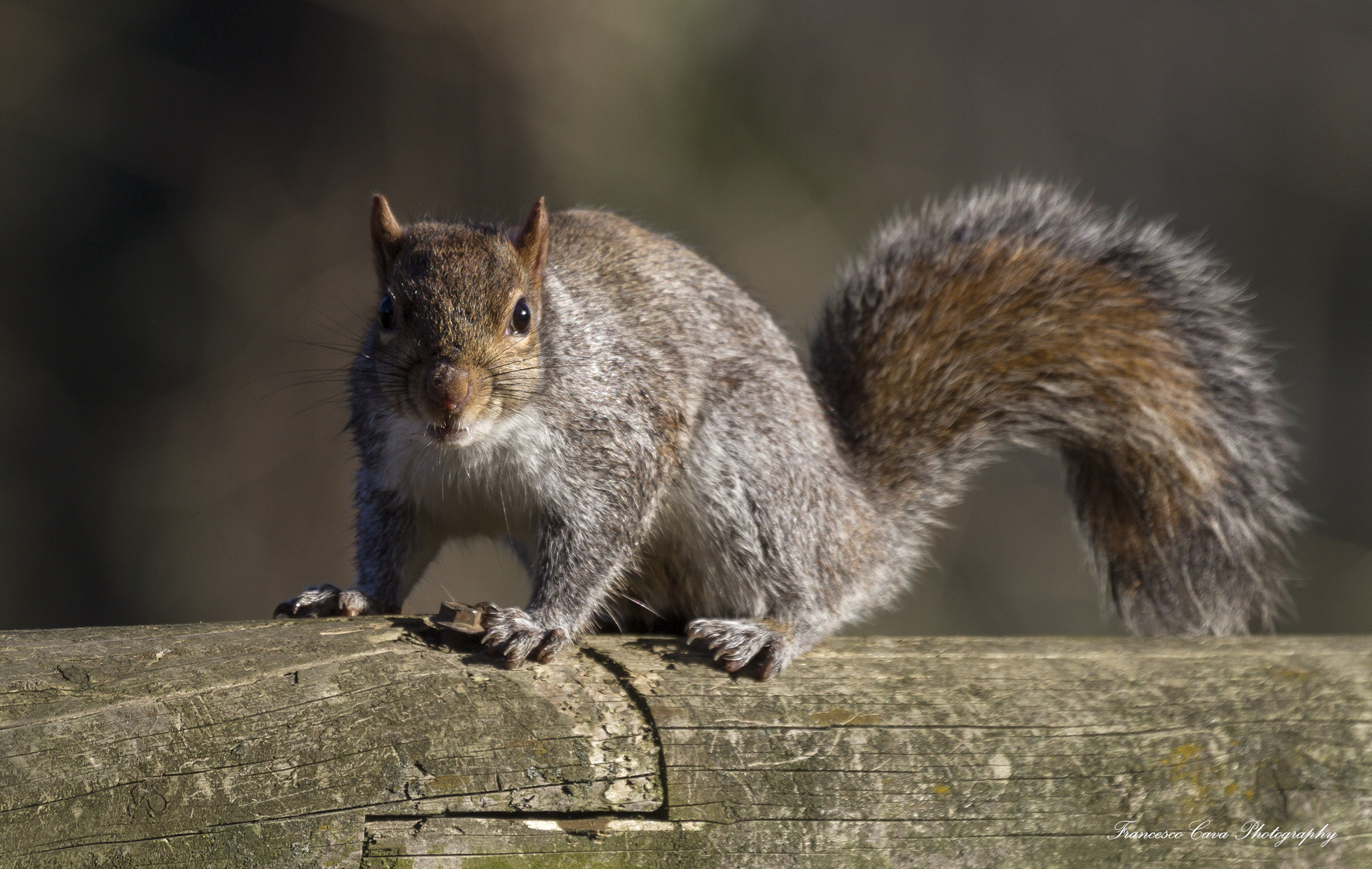 In attesa....di cibo.