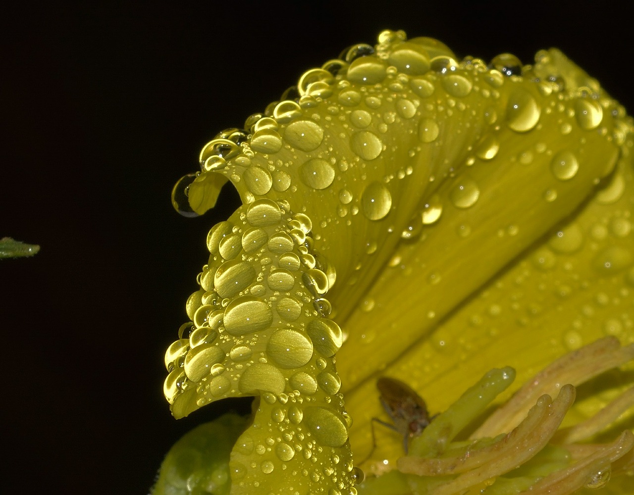 Drops on flower