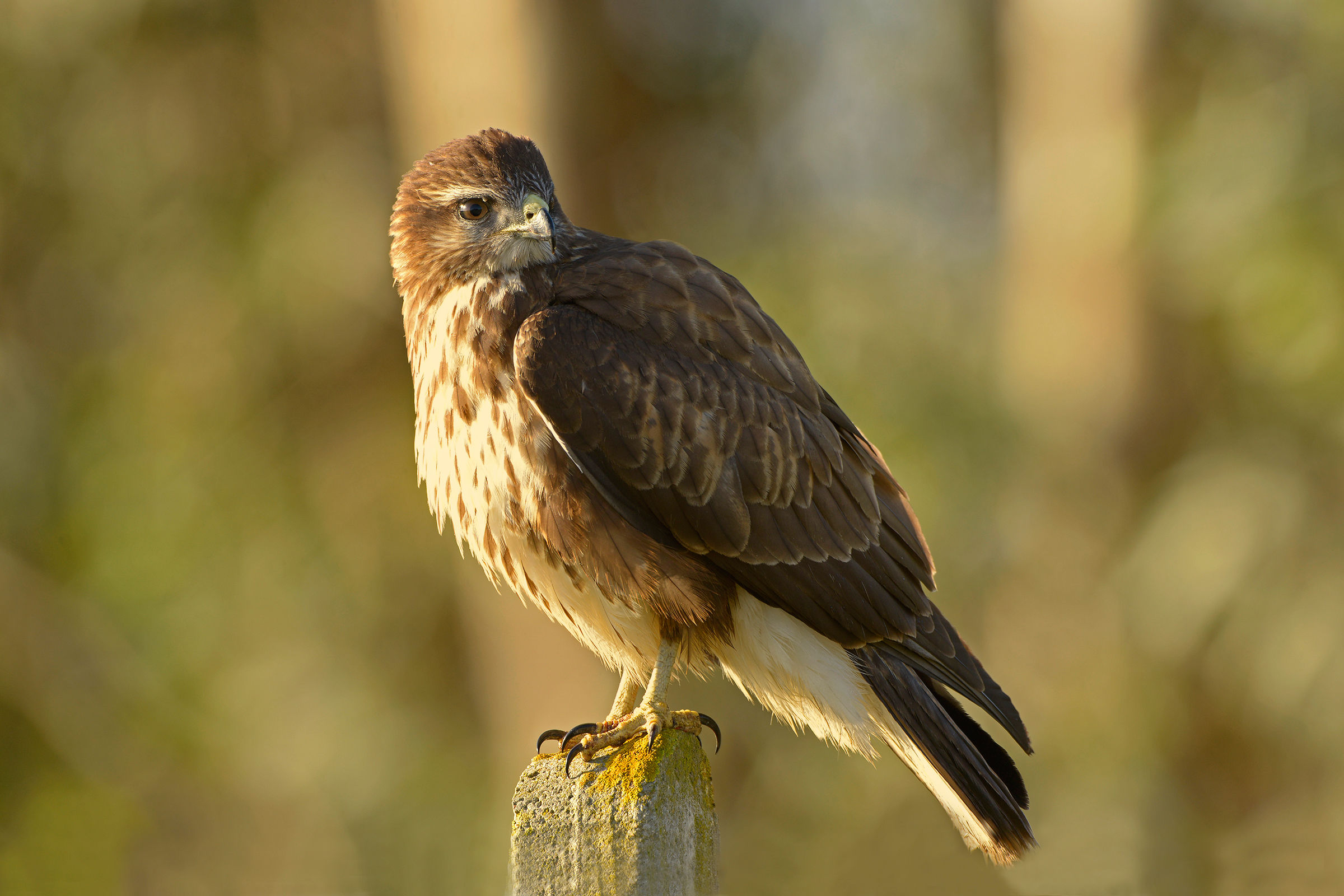 la poiana ed i...settaggi sbagliati...