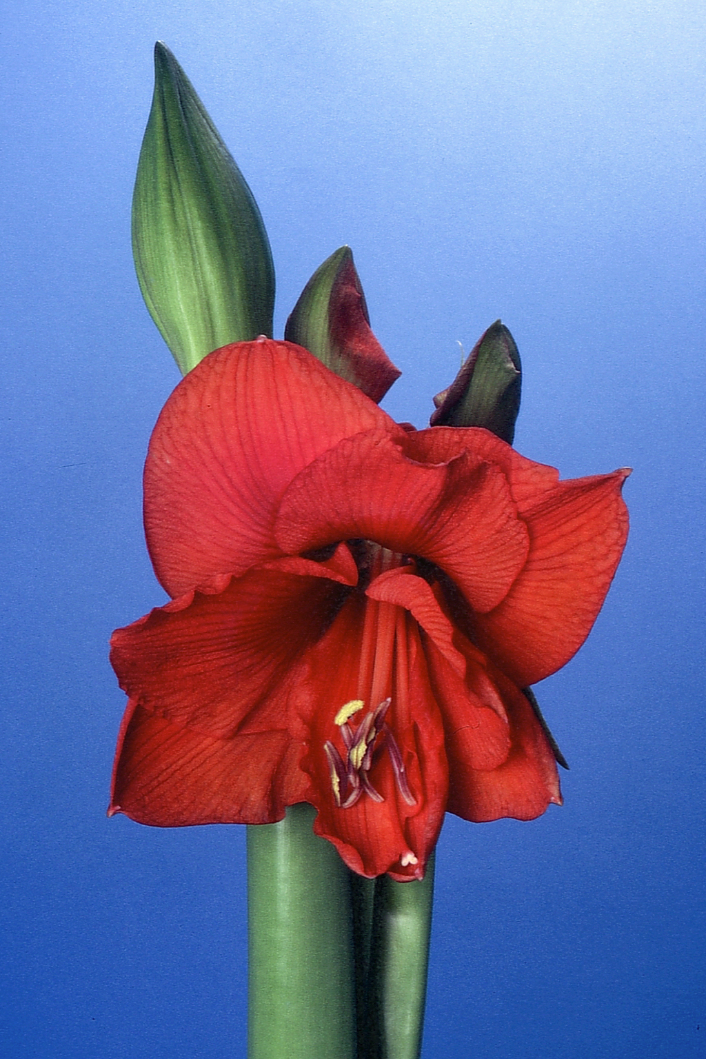 Amaryllis  Dia