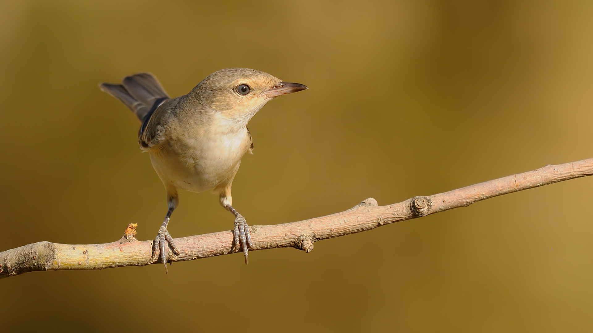 Sylvia nisoria » Barred warbler