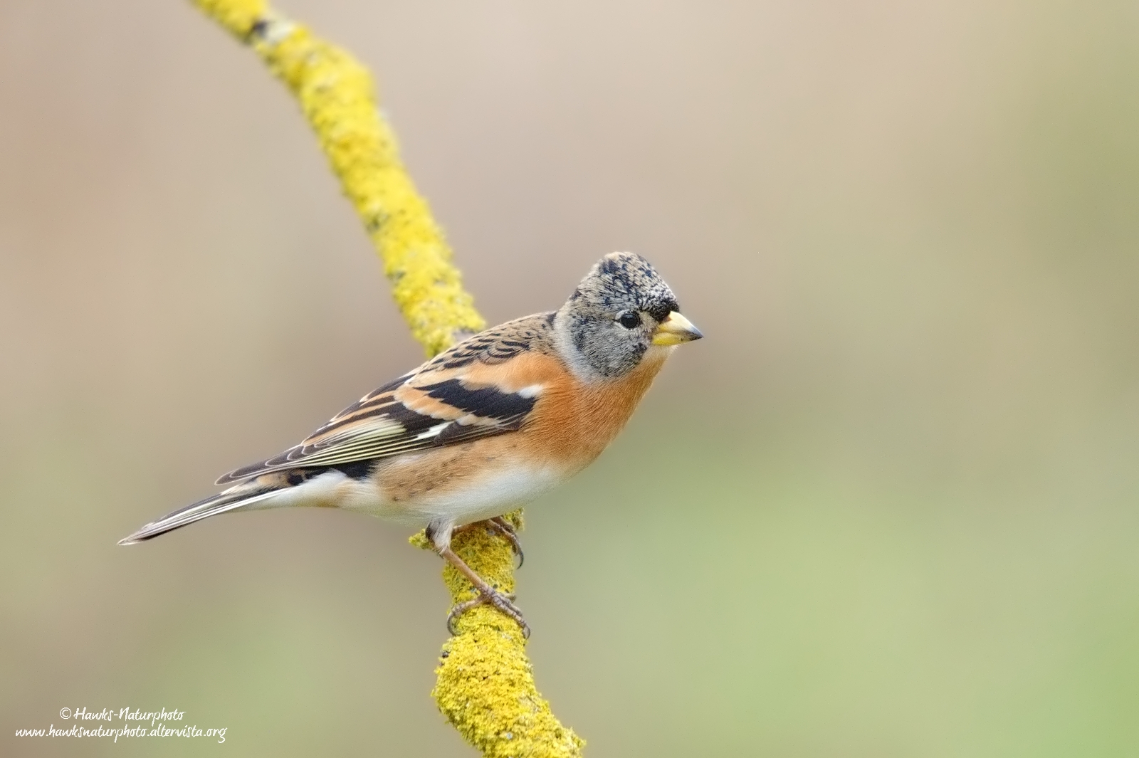 Brambling