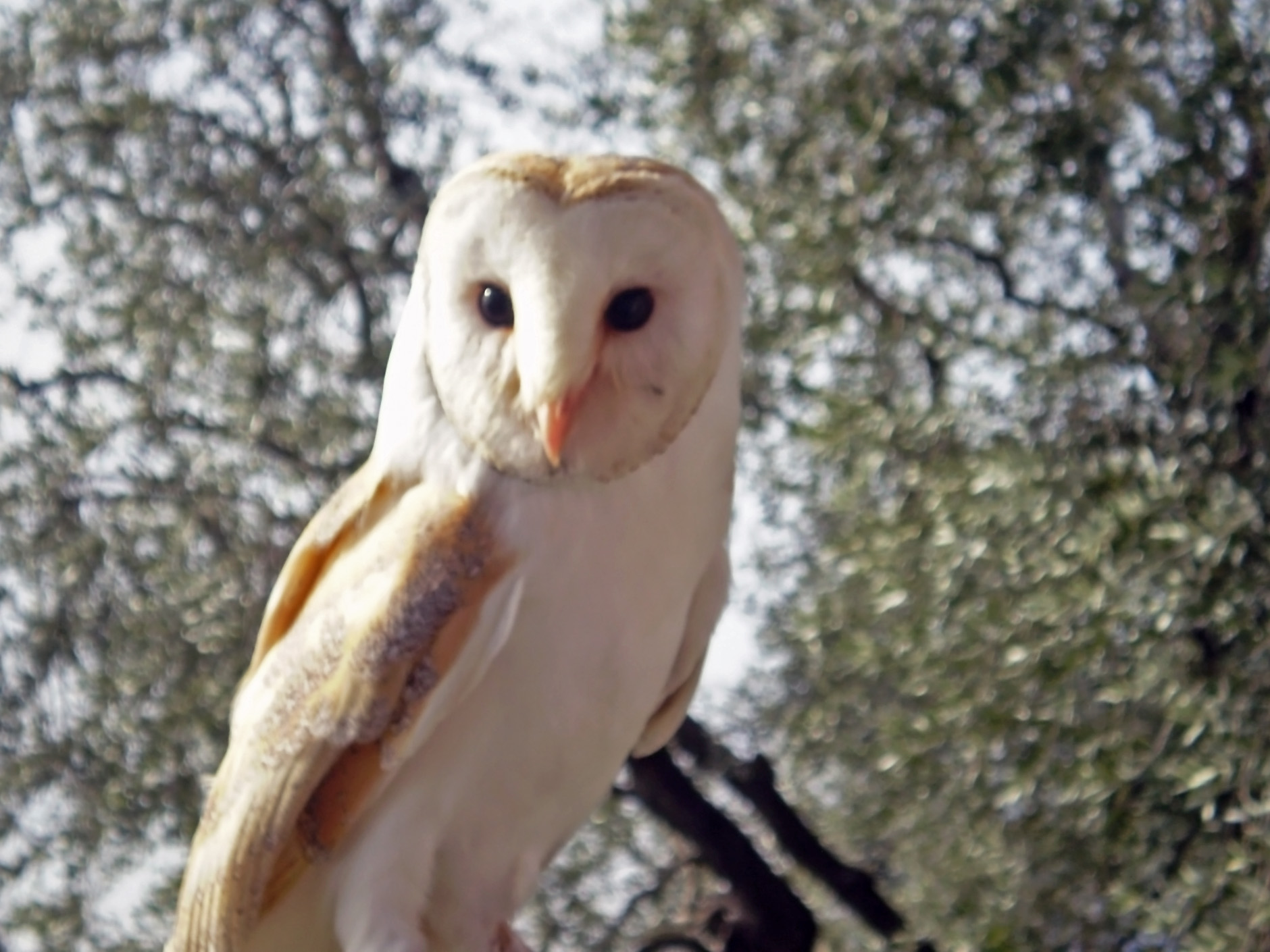 barn owl