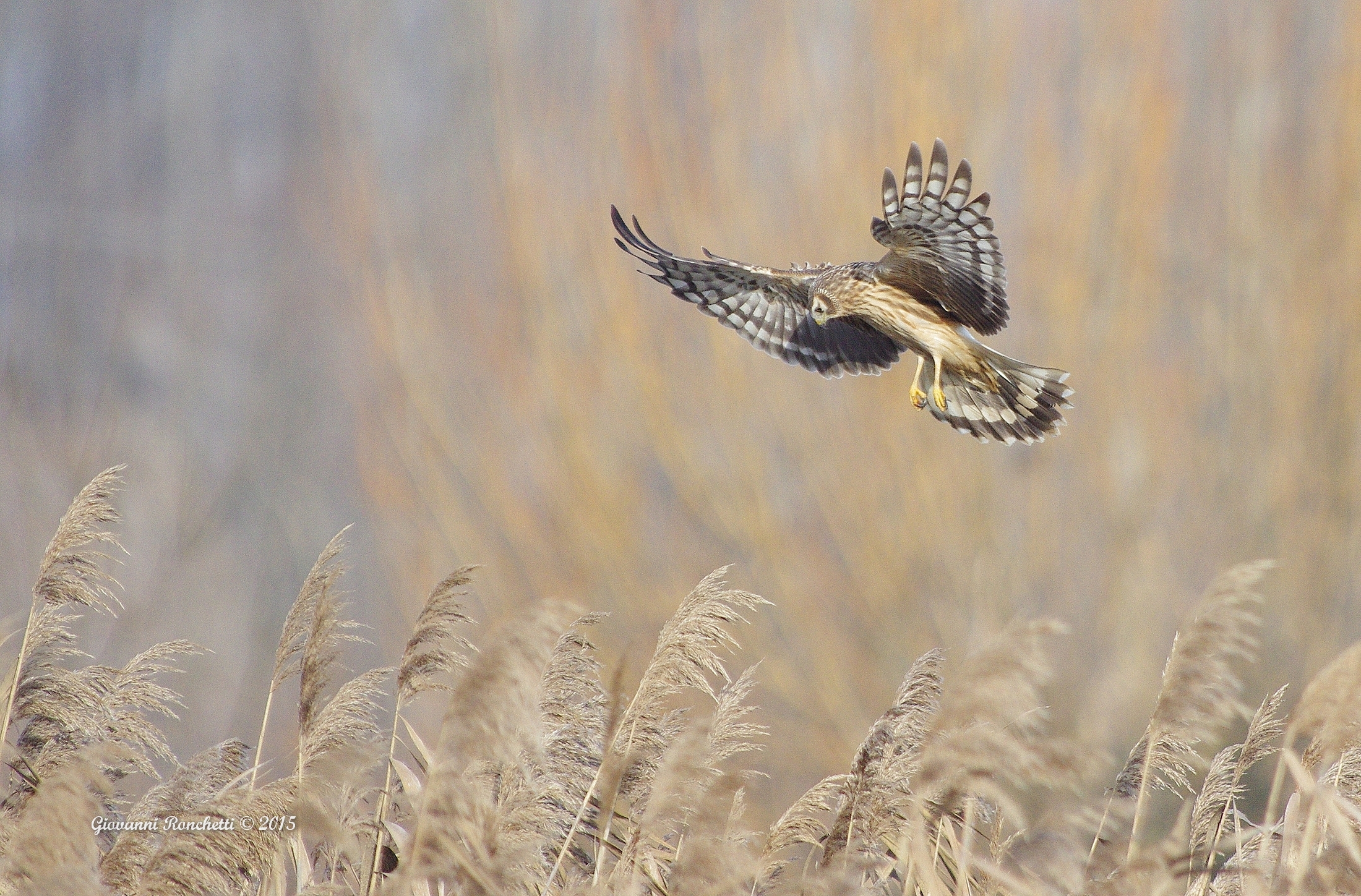Albanella reale f. in caccia