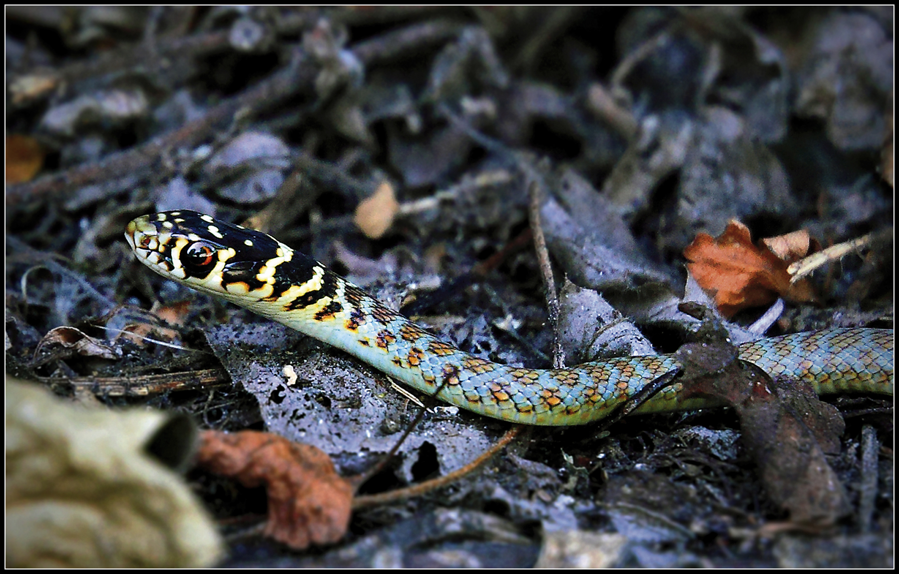 Rat snake, Velletri 2014