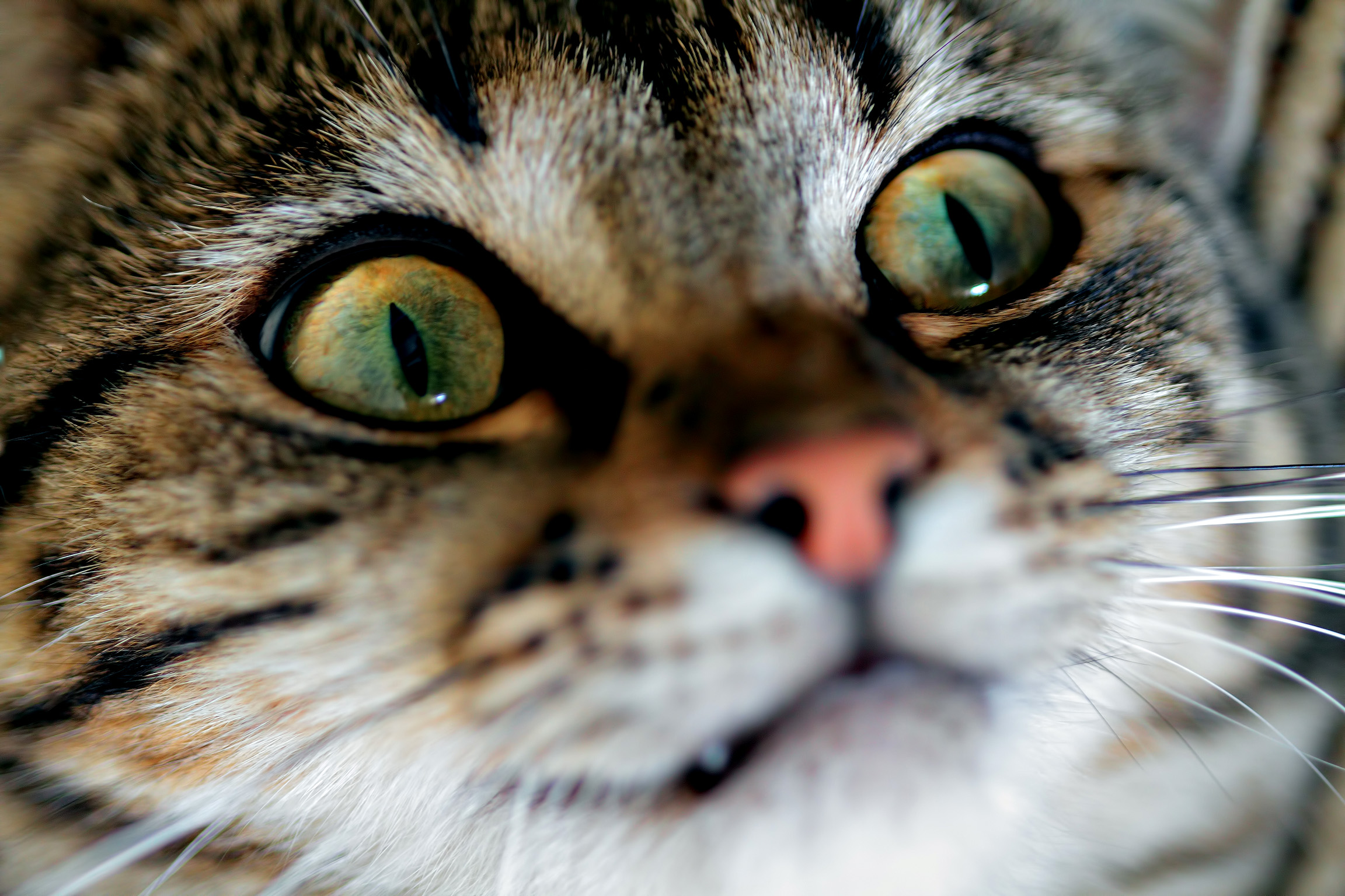 My brother's cat shows his true nature