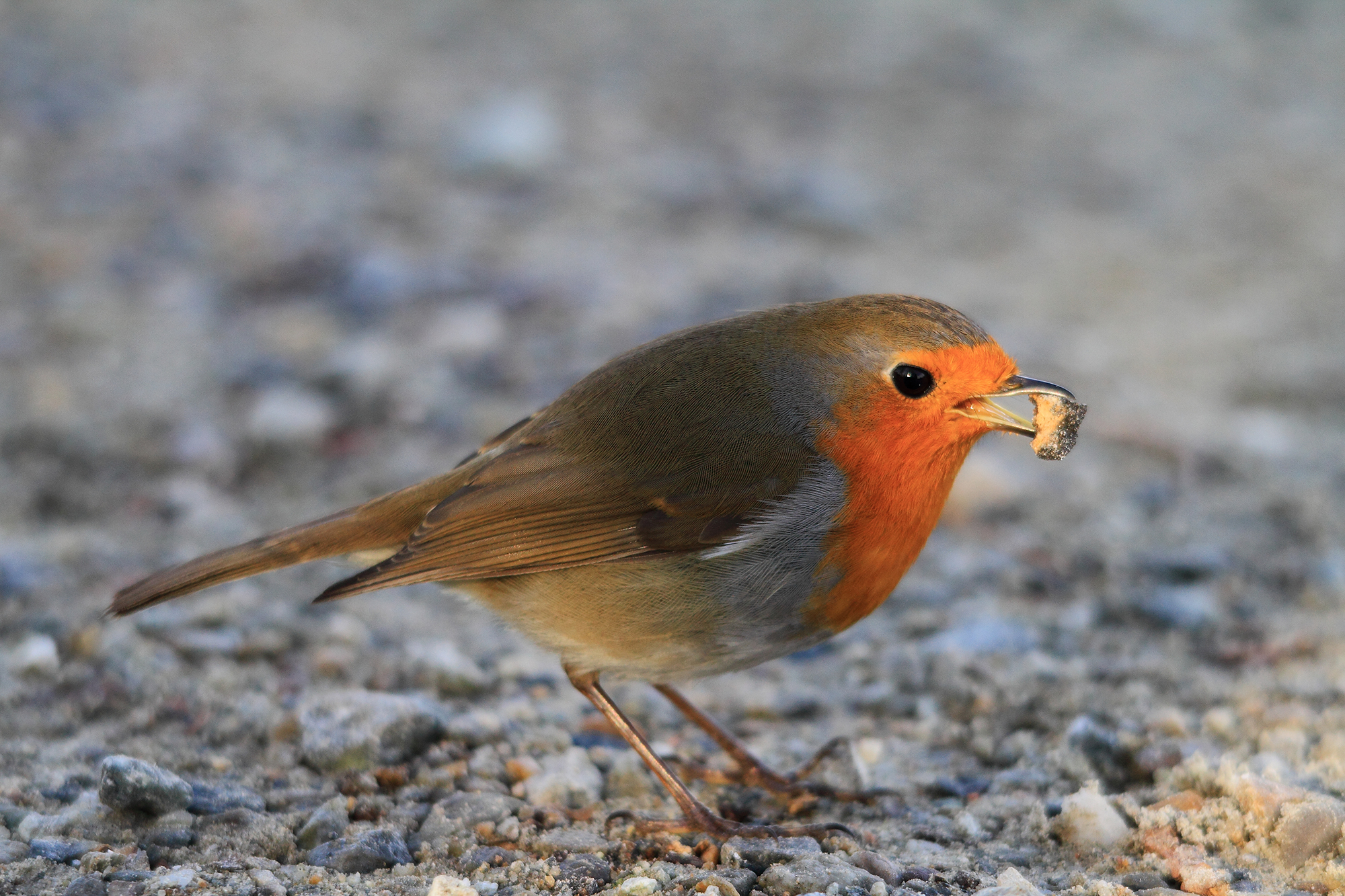 A stone for digestive