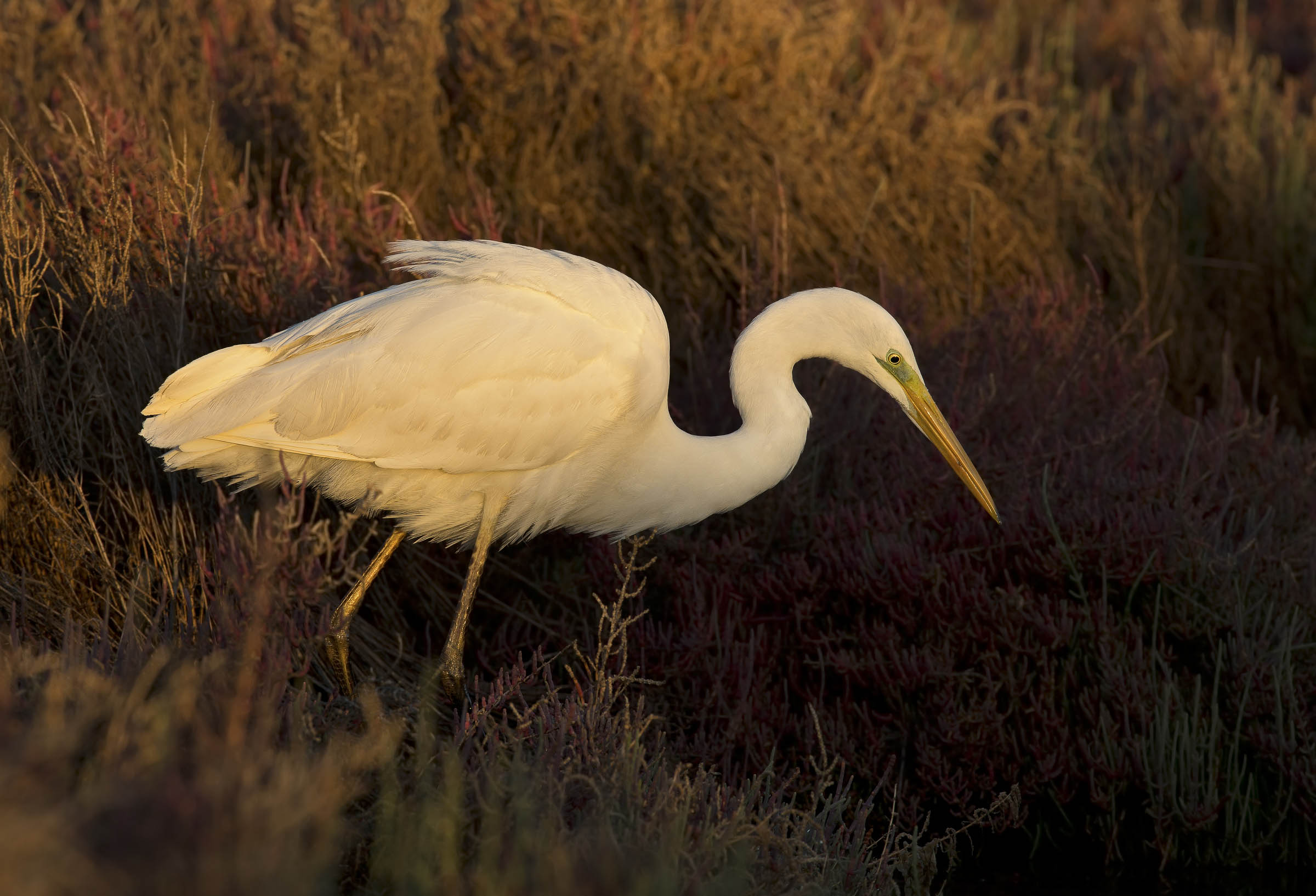 prime luci al sorgere del sole (zampe dorate)
