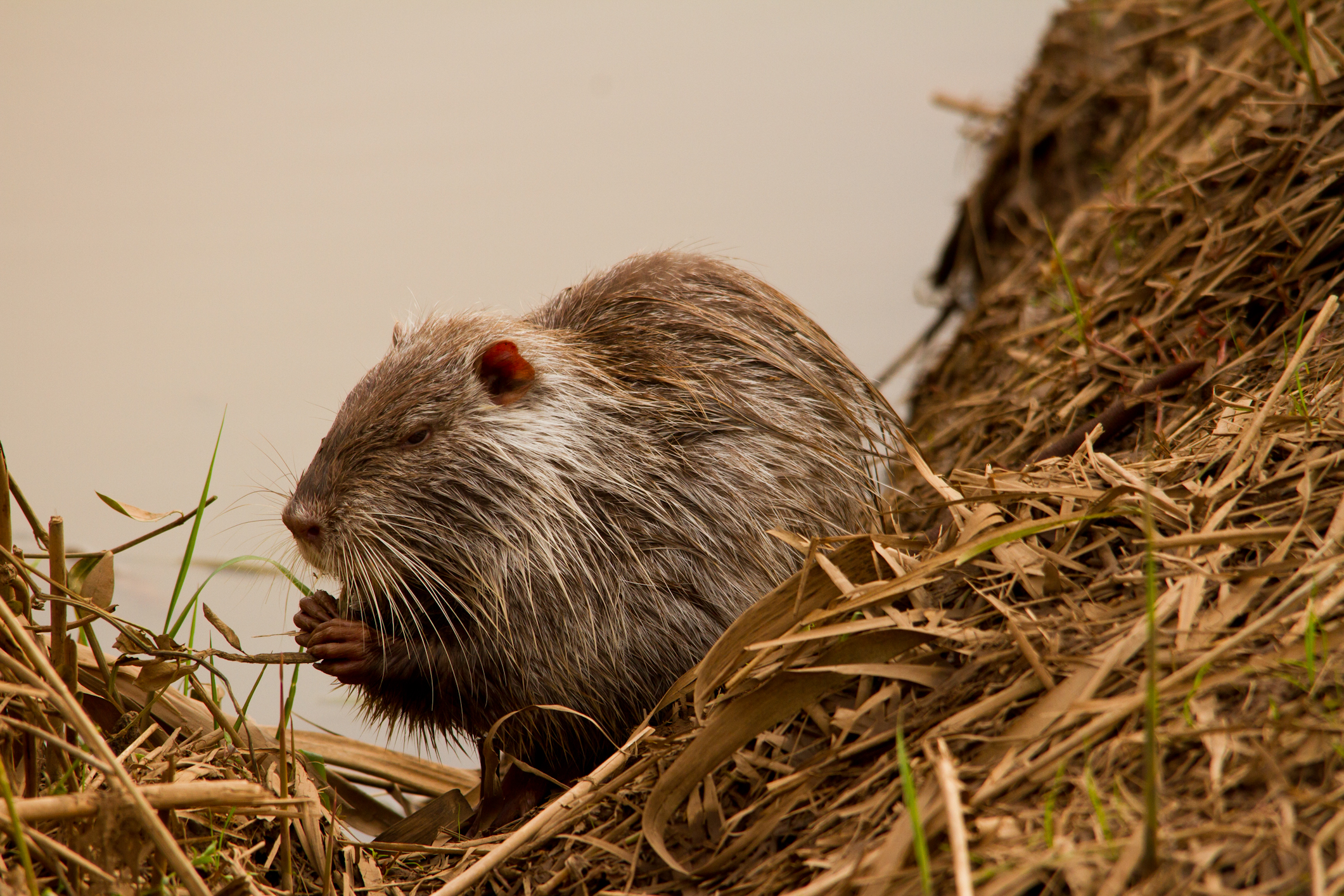 Nutria