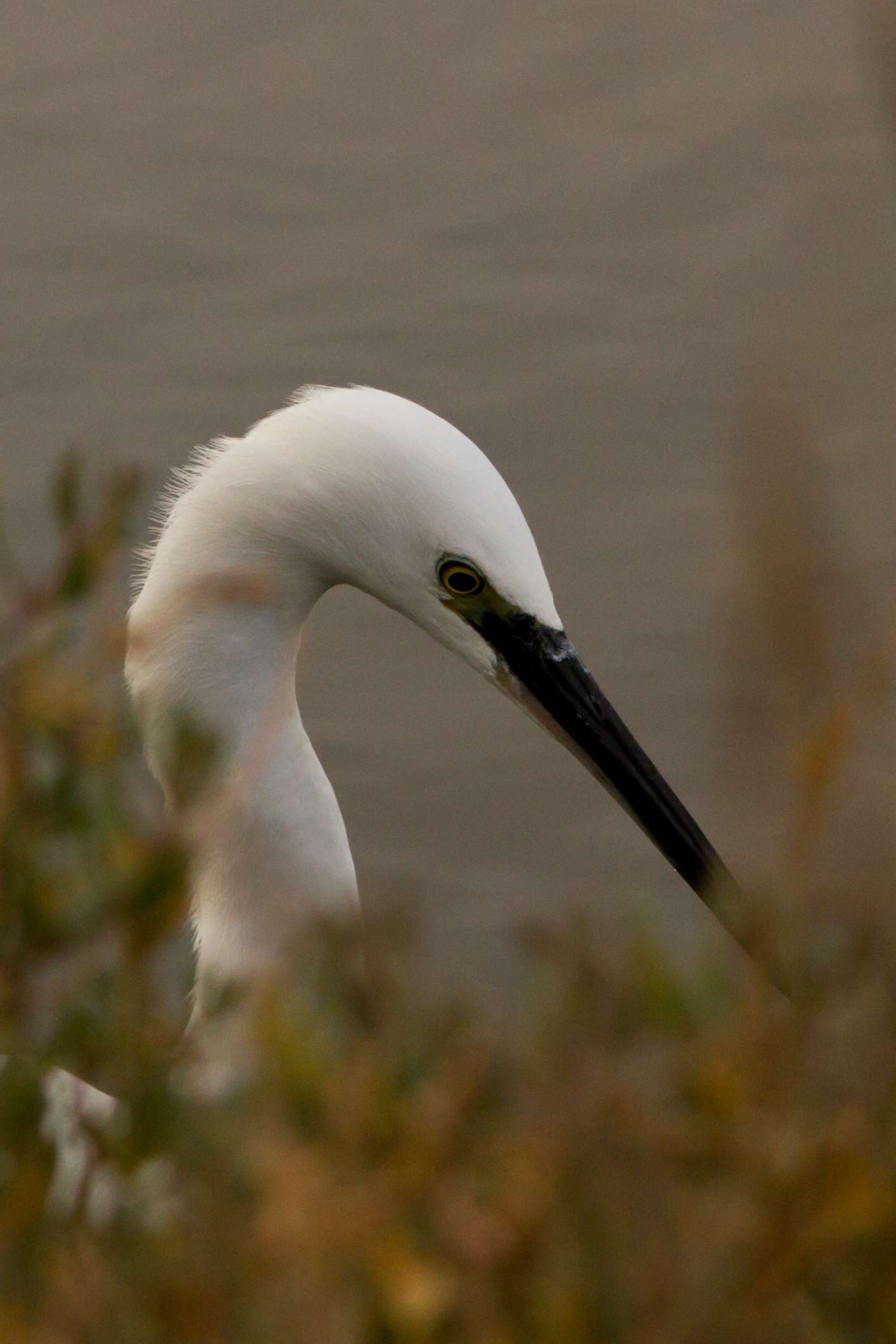 Egret
