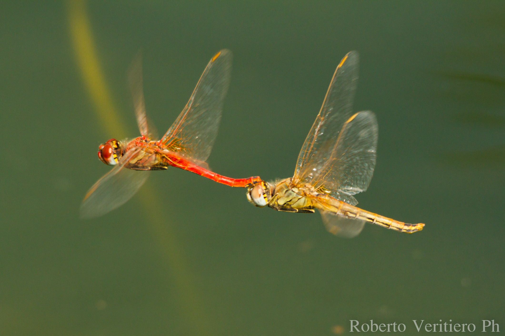 Dragonflies