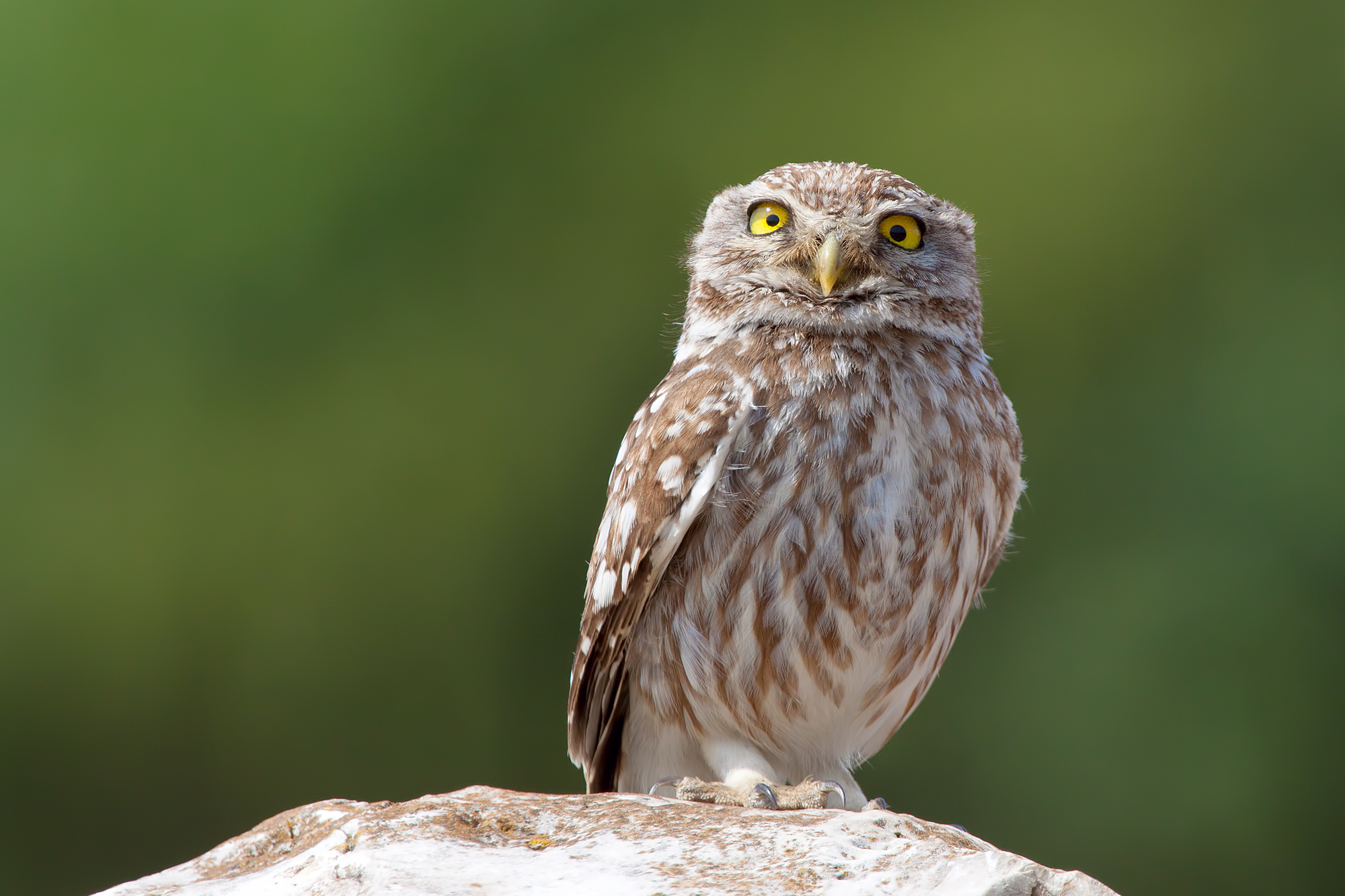 Se mi fissi ti ipnotizzo !!!