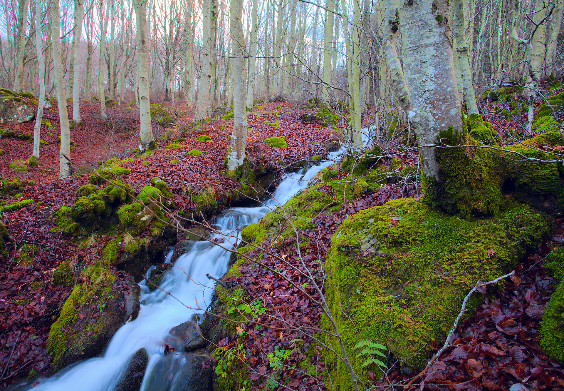 stream in the undergrowth