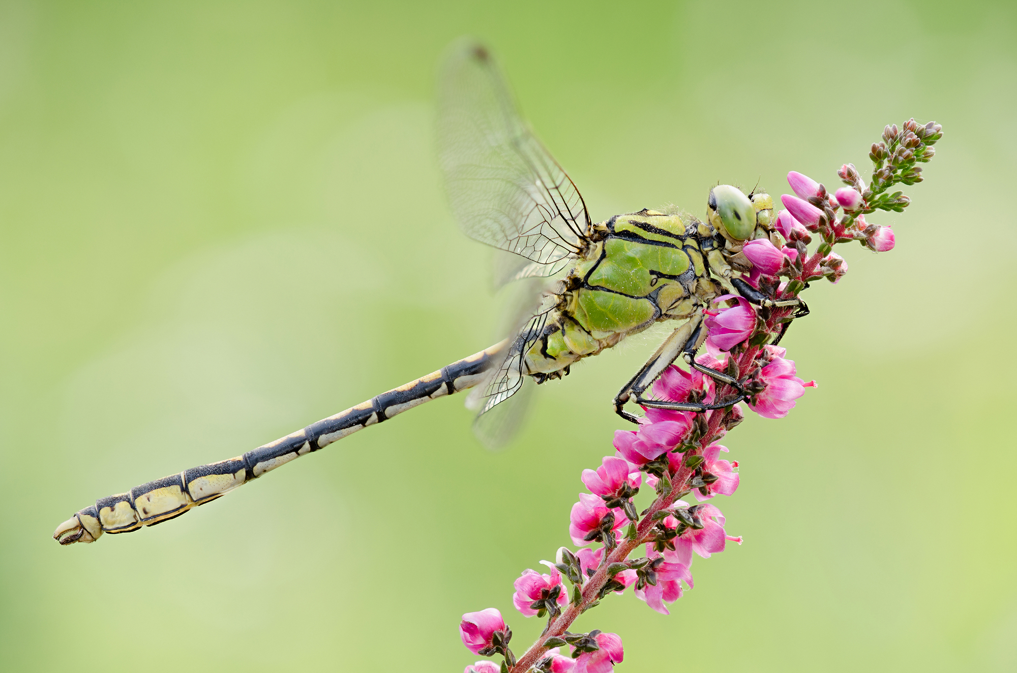 Cecilia Ophiogomphus
