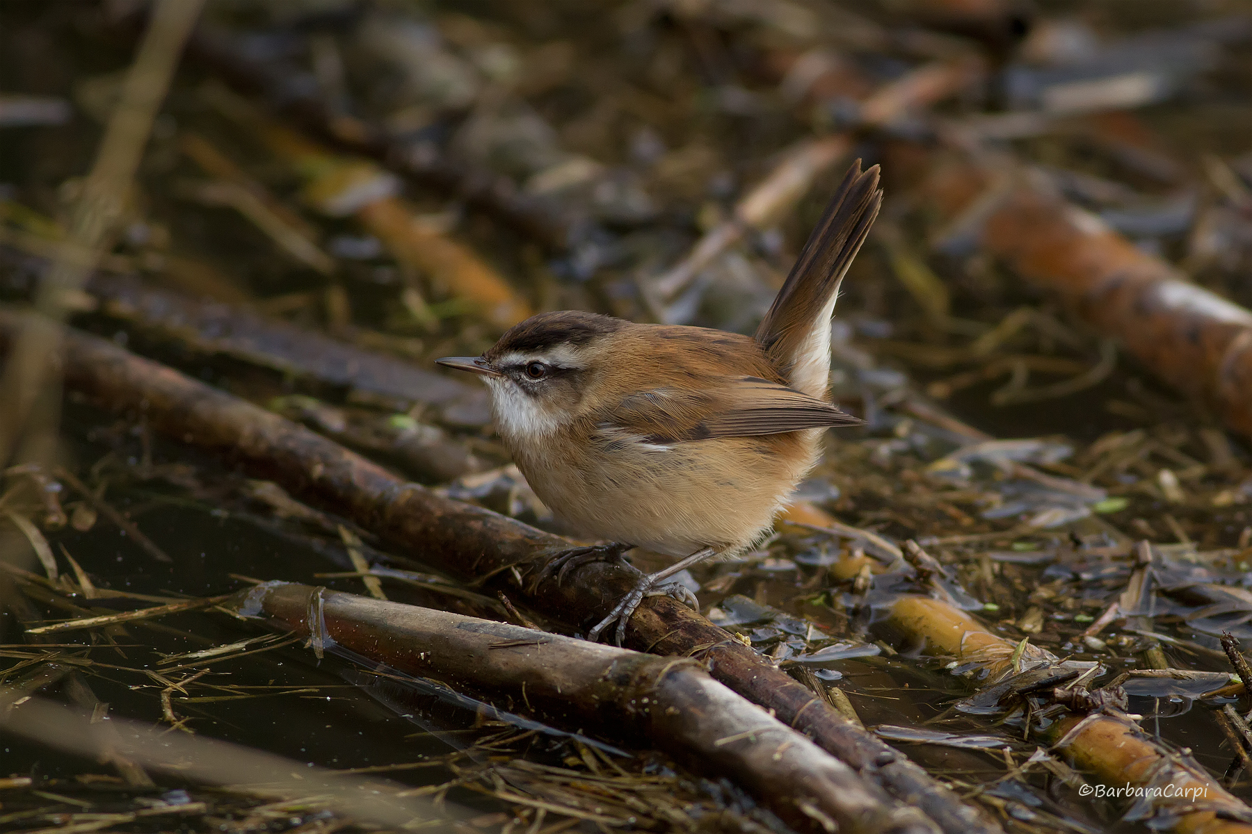 Forapaglie castagnolo