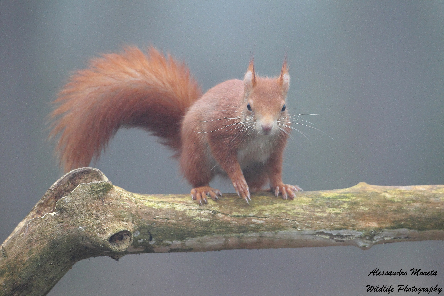 Sbucato dalla nebbia