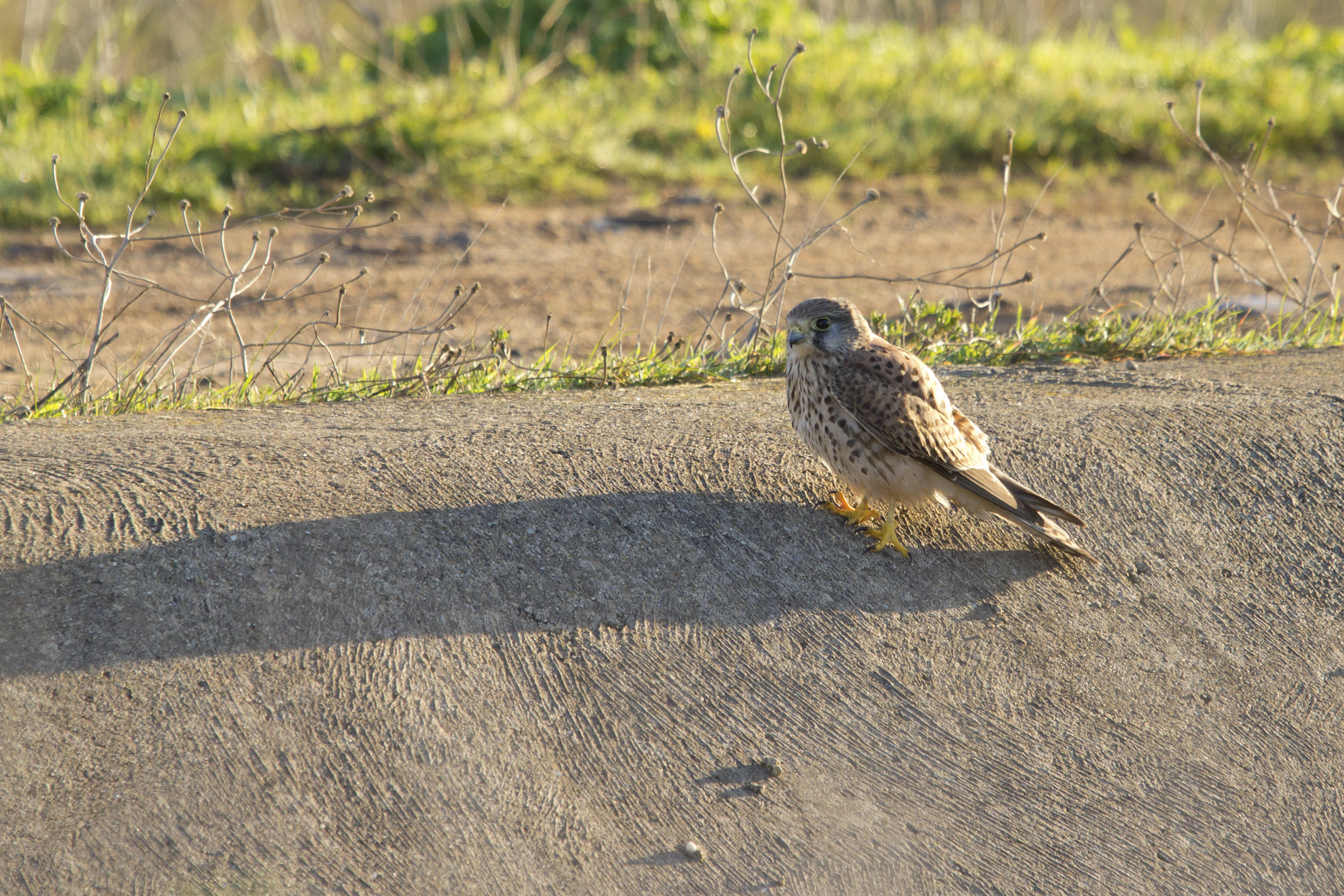 il gheppio sull'argine