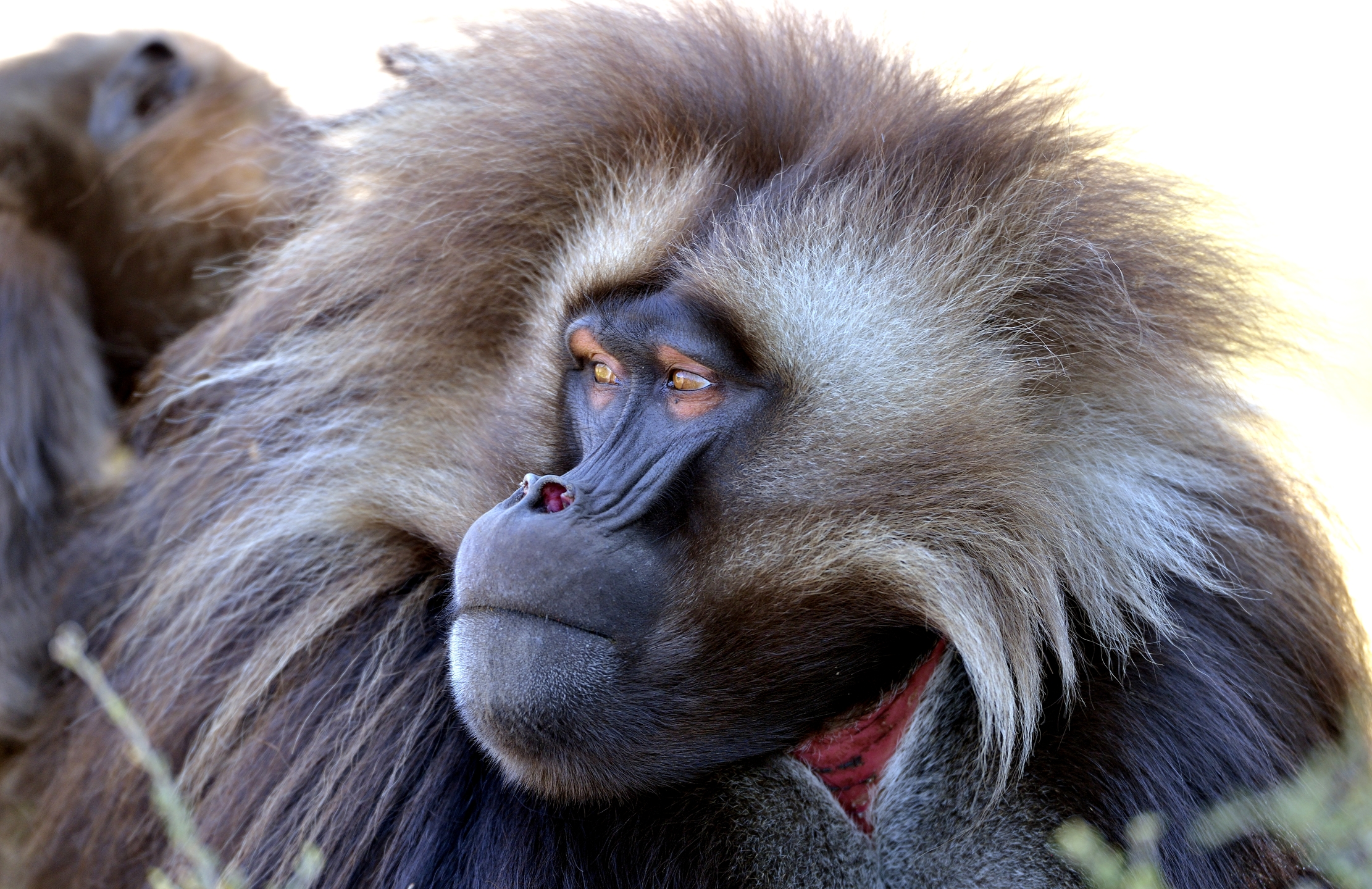 Etiopia 2015 - Gelada baboon